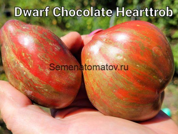 Dwarf Chocolate Heartthrob  Гном Шоколадный Сердцеед