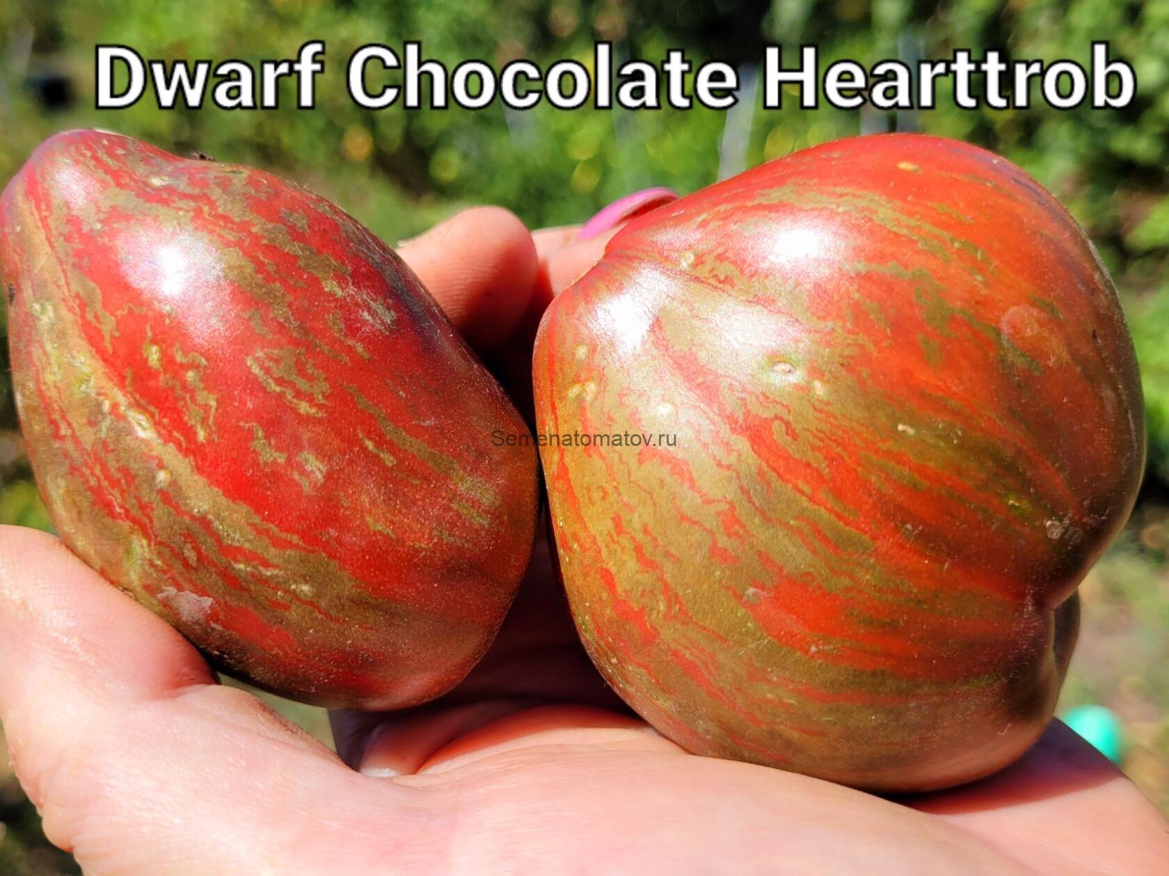 Dwarf Chocolate Heartthrob Гном Шоколадный Сердцеед