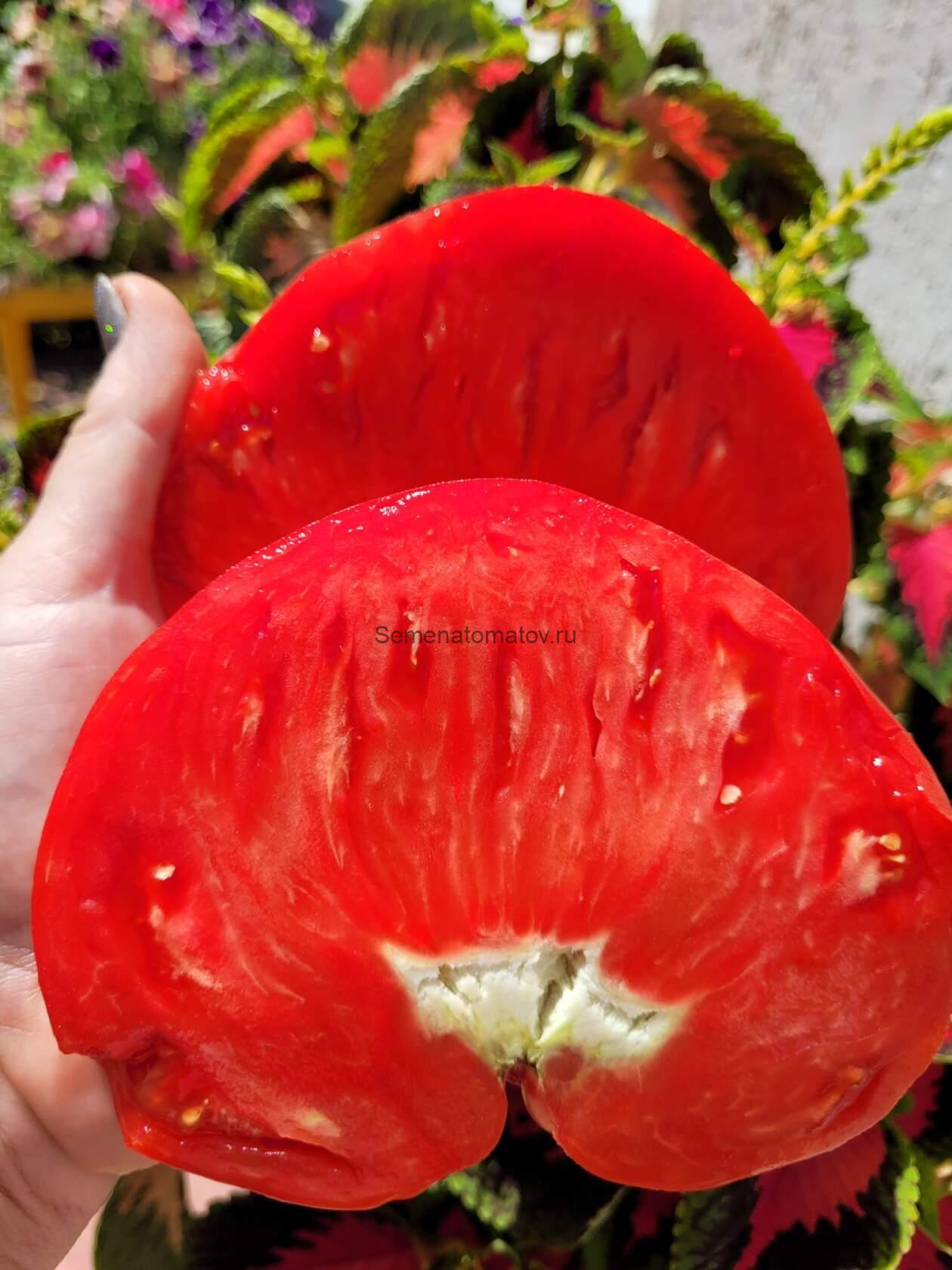 Эля 12 ( Ela 12, ) — изображение 2