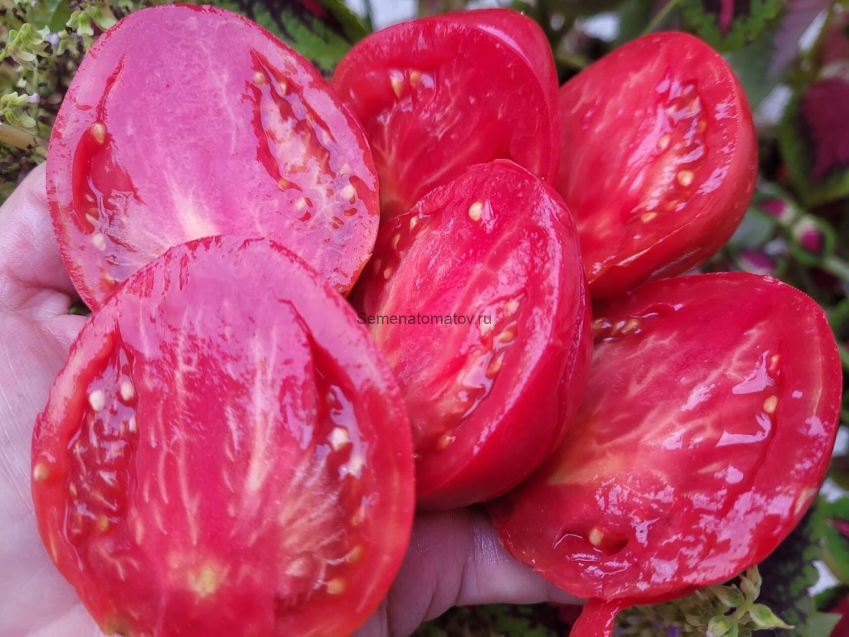 Эля 12 ( Ela 12, ) — изображение 3