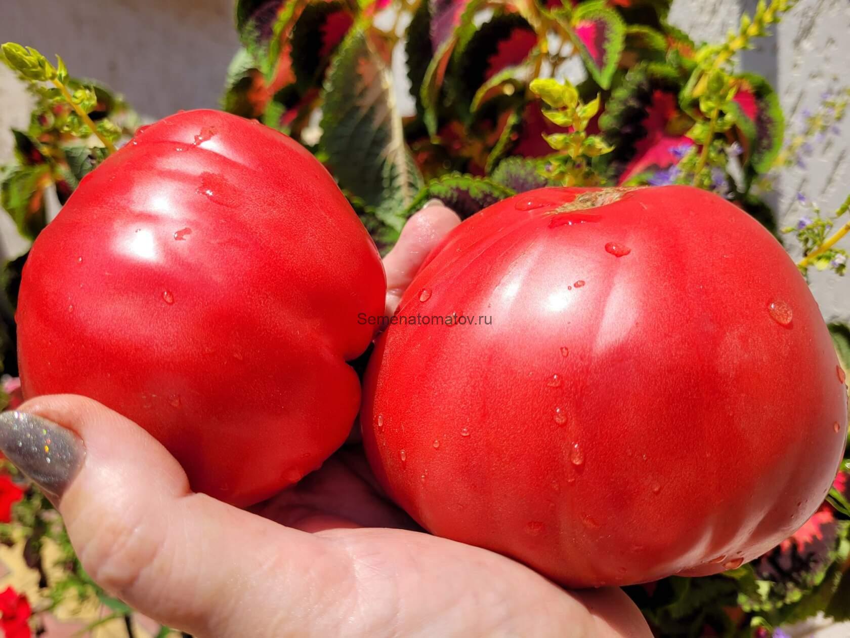 Эля 12 ( Ela 12, )