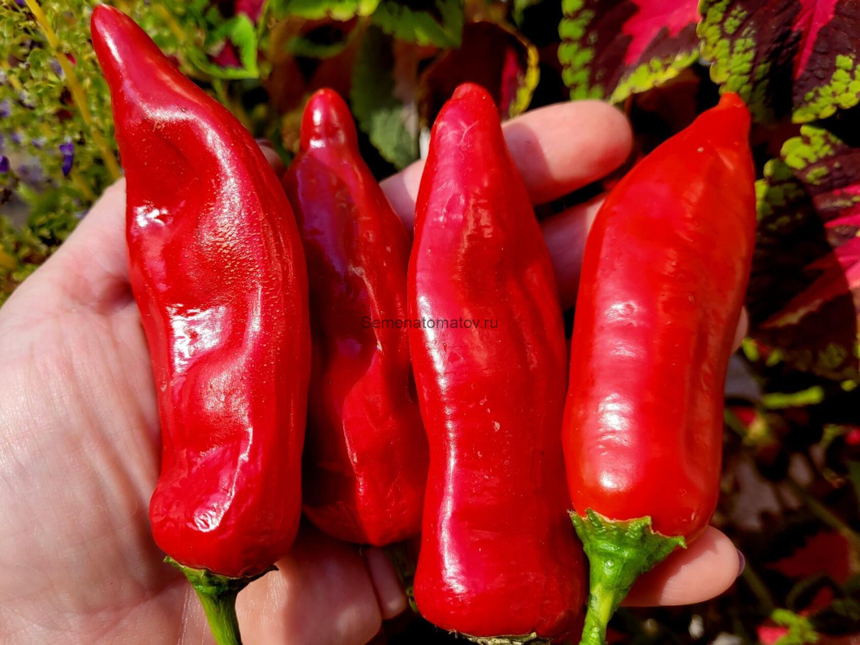 Ягодный Перец Баккатум КАП 455 Baccatum Pepper CAP 455