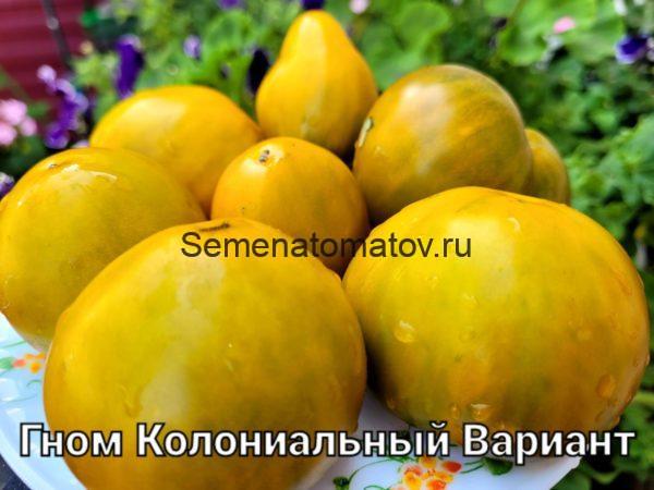 КОЛОНИАЛЬНЫЙ ВАРИАНТ DWARF COLONIAL YELLOW VARIANT