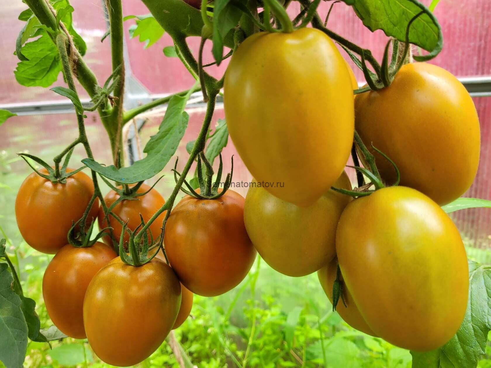 Ореховая Слива