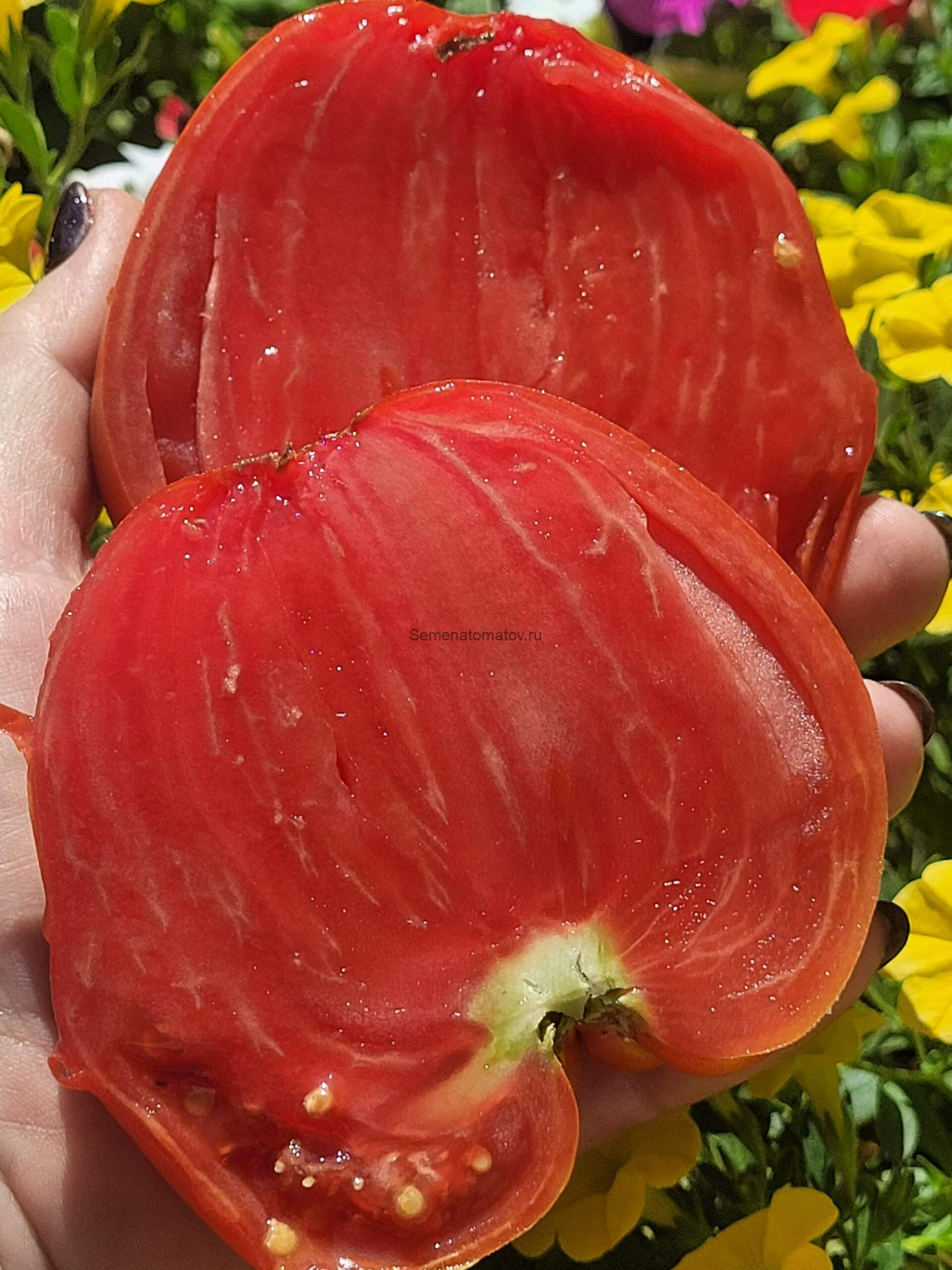 Бычье сердце из Восточной Европы (Inima de bou din Europa de Est) 1.9м среднеспелый,500-800гр — изображение 3