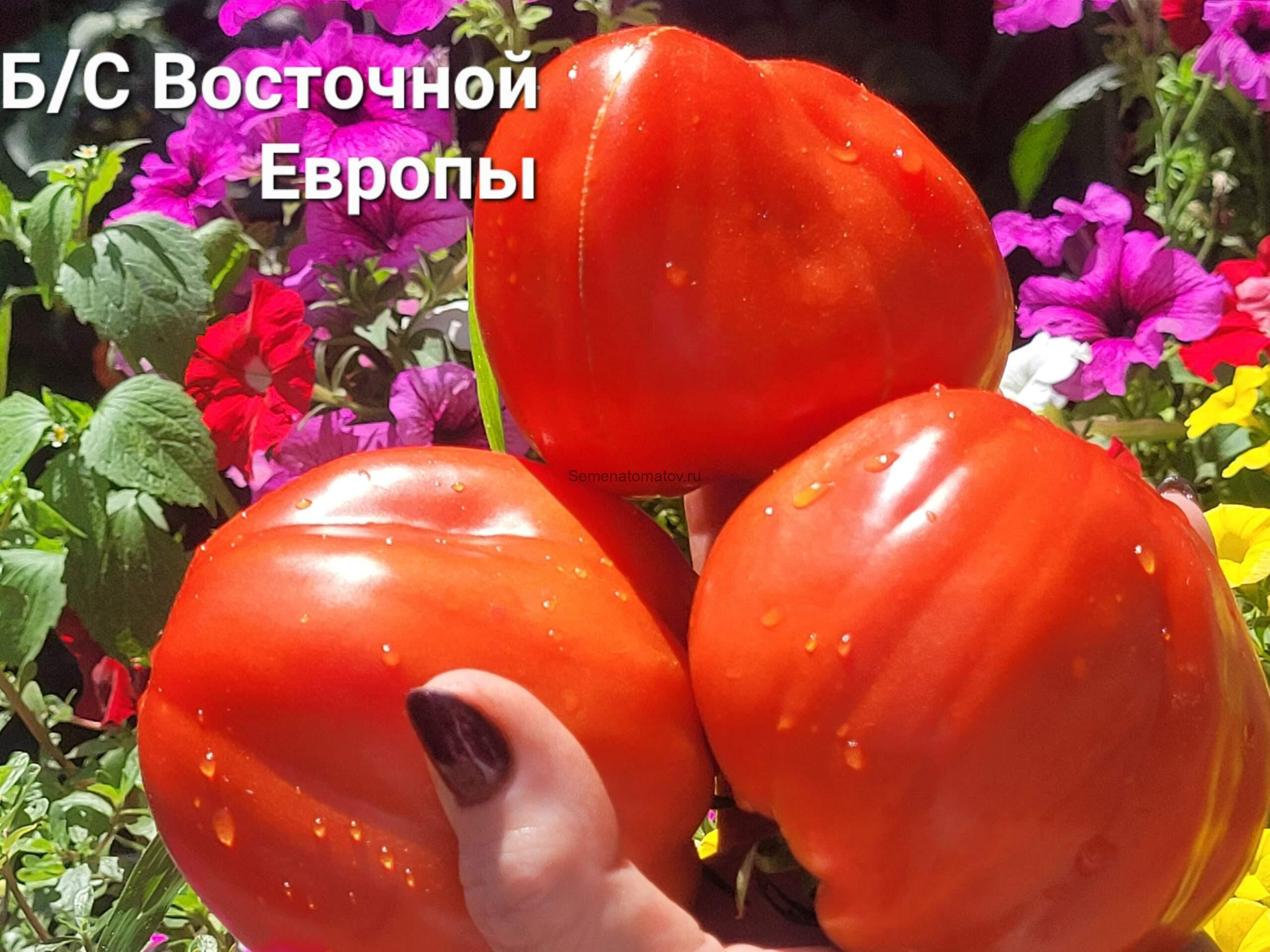 Бычье сердце из Восточной Европы (Inima de bou din Europa de Est) 1.9м среднеспелый,500-800гр — изображение 2