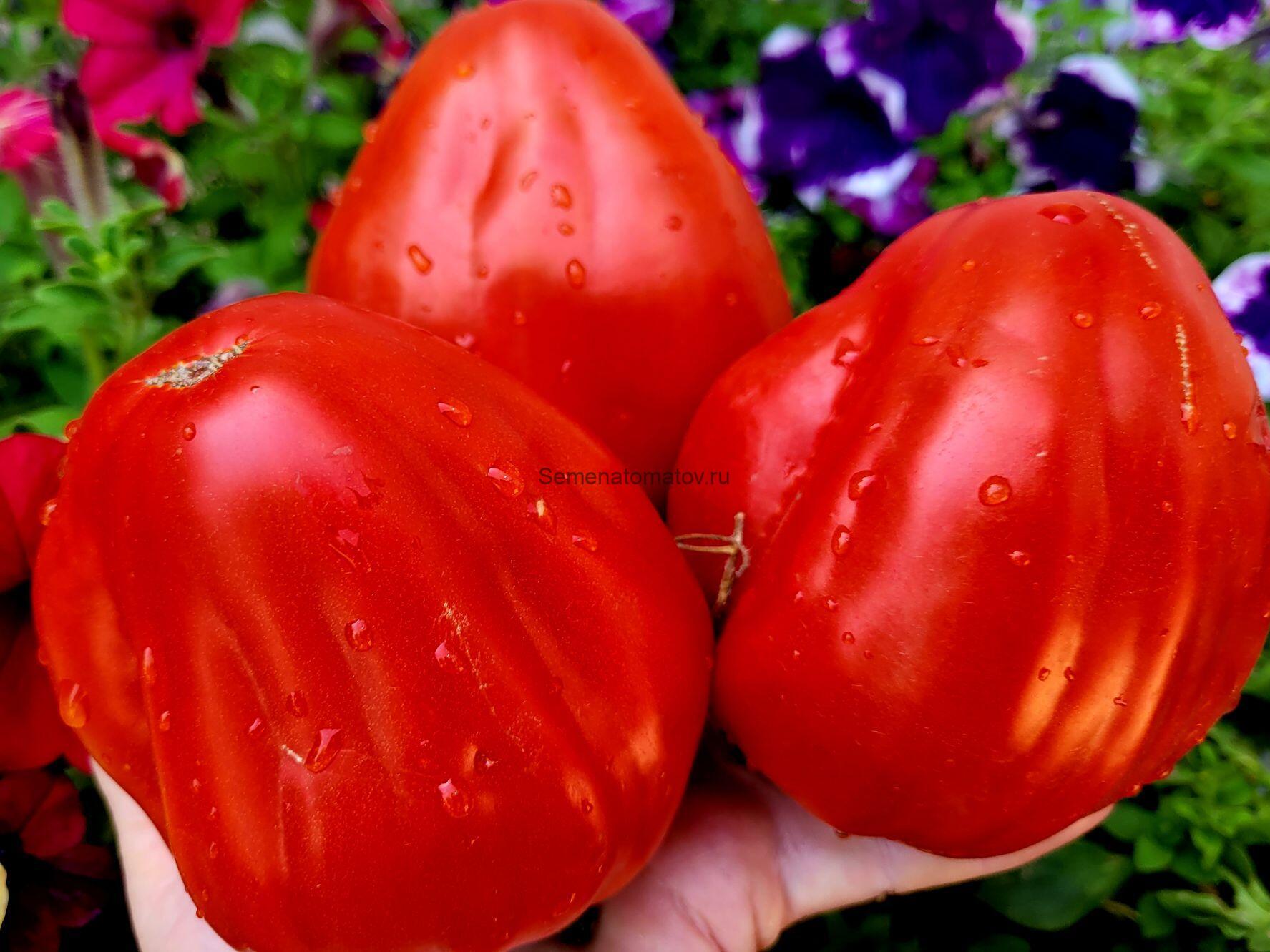 Бычье сердце из Восточной Европы (Inima de bou din Europa de Est) 1.9м среднеспелый,500-800гр