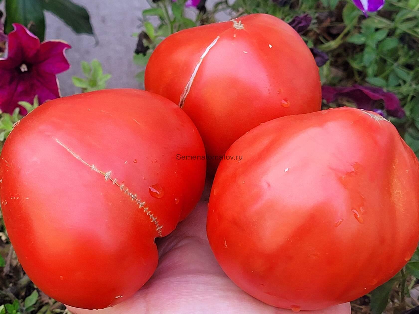 Giant of Andalusia Гигант из Андалусии 1.8м среднеспелый 300-600гр