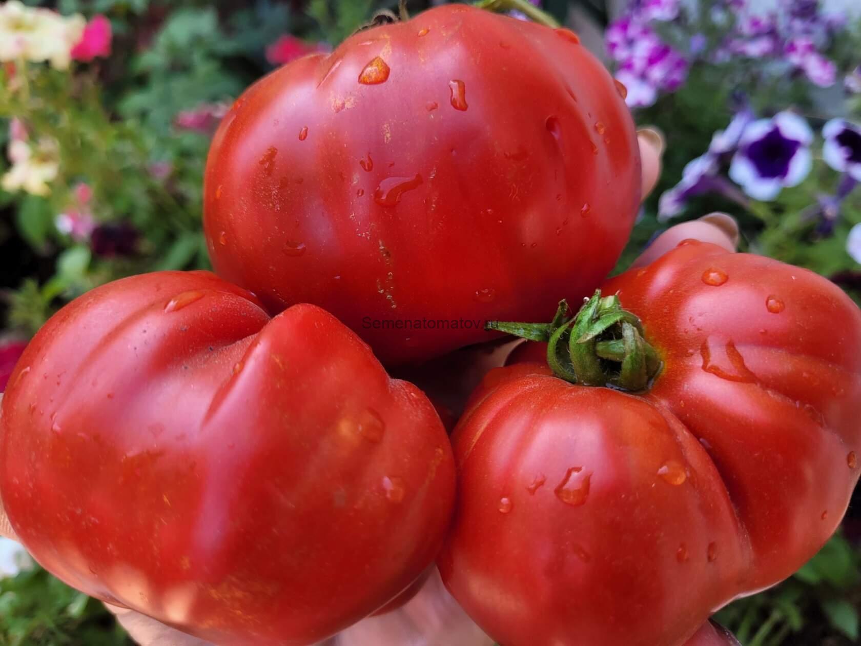 Grazalema de Cadiz Грасалема Кадиская 1.8м среднеспелый 300-500гр