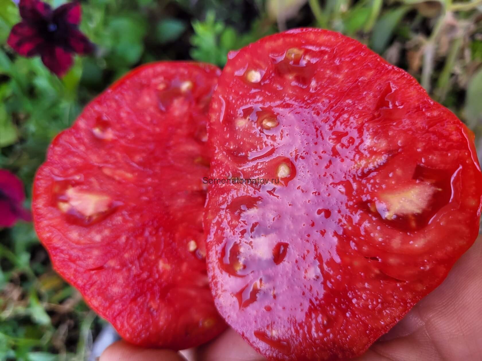 Grazalema de Cadiz Грасалема Кадиская 1.8м среднеспелый 300-500гр — изображение 2