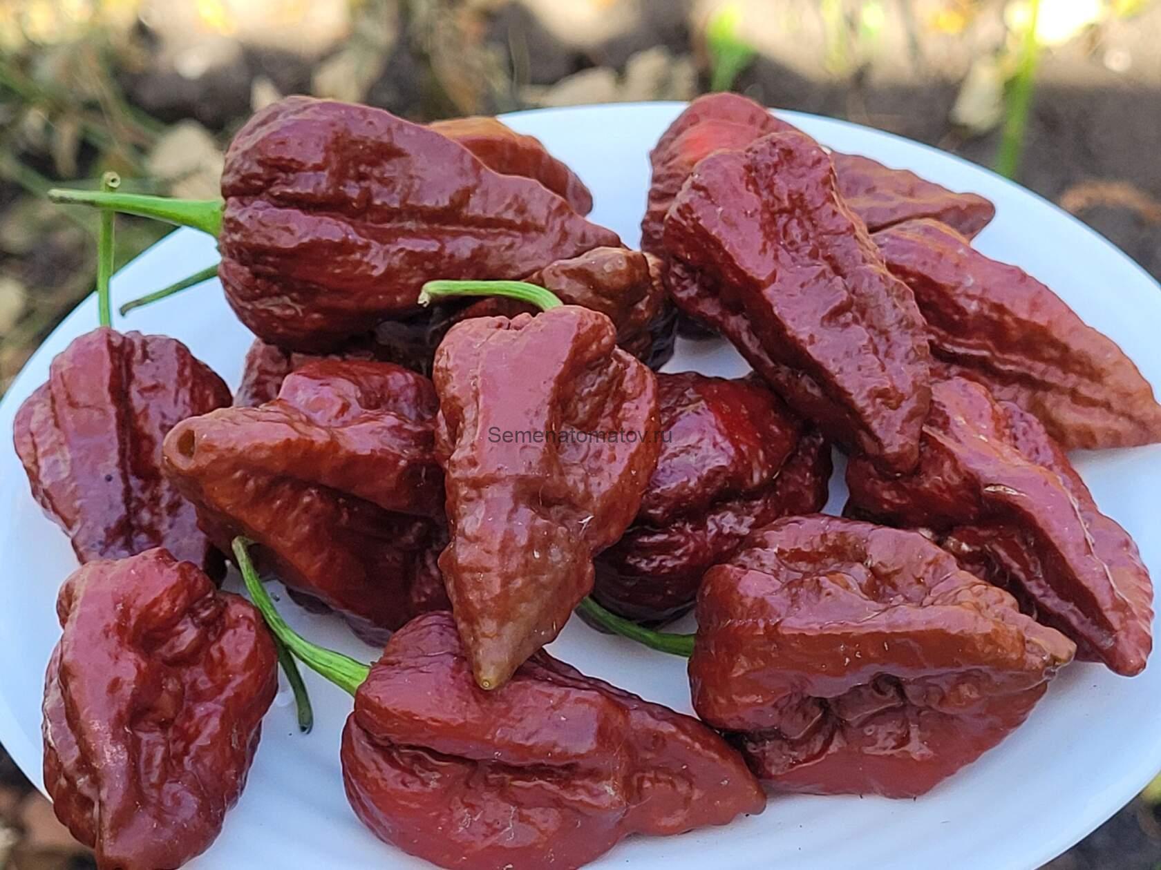 Острый перец Bhut Jolokia Giant Chocolate
