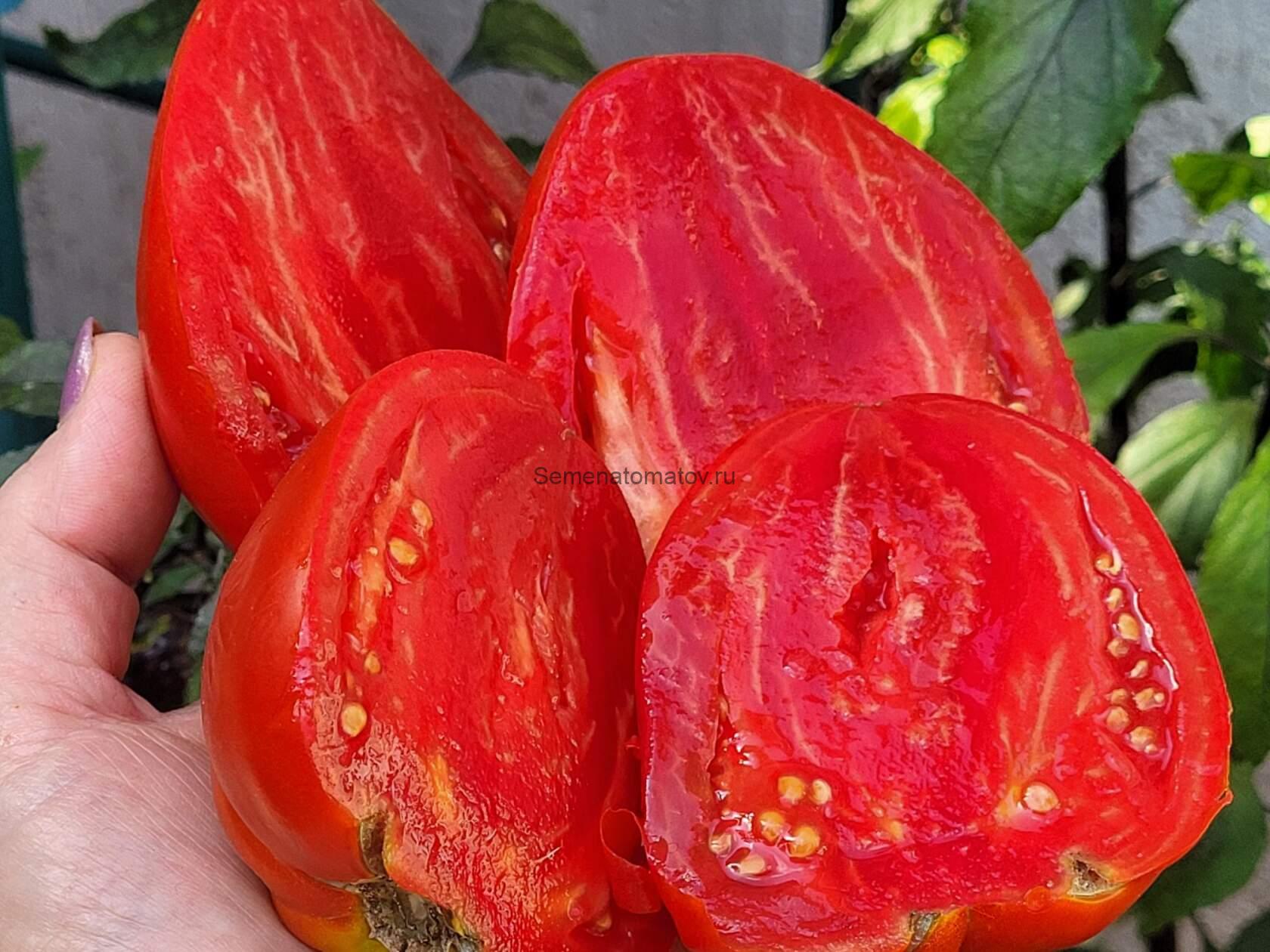 Giant of Andalusia Гигант из Андалусии 1.8м среднеспелый 300-600гр — изображение 3