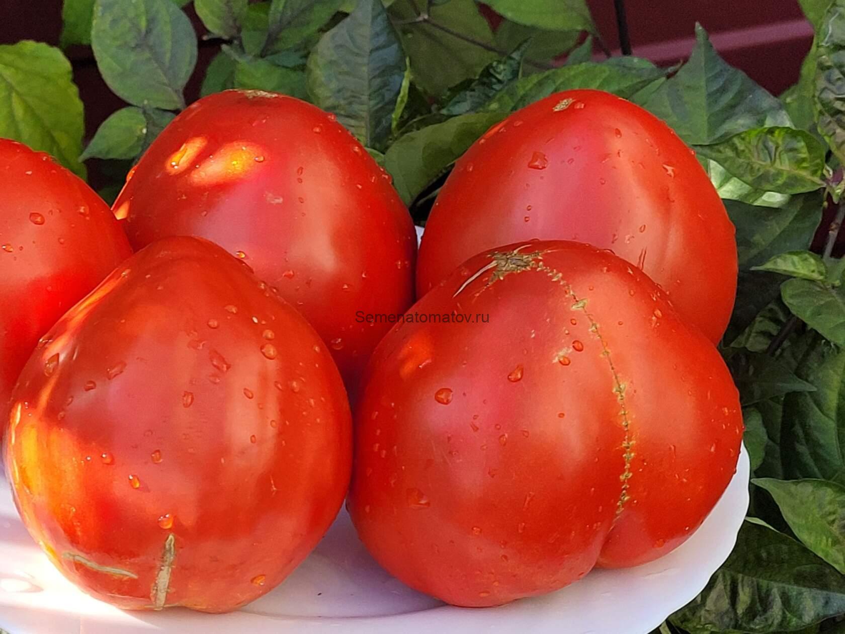 Giant of Andalusia Гигант из Андалусии 1.8м среднеспелый 300-600гр — изображение 2