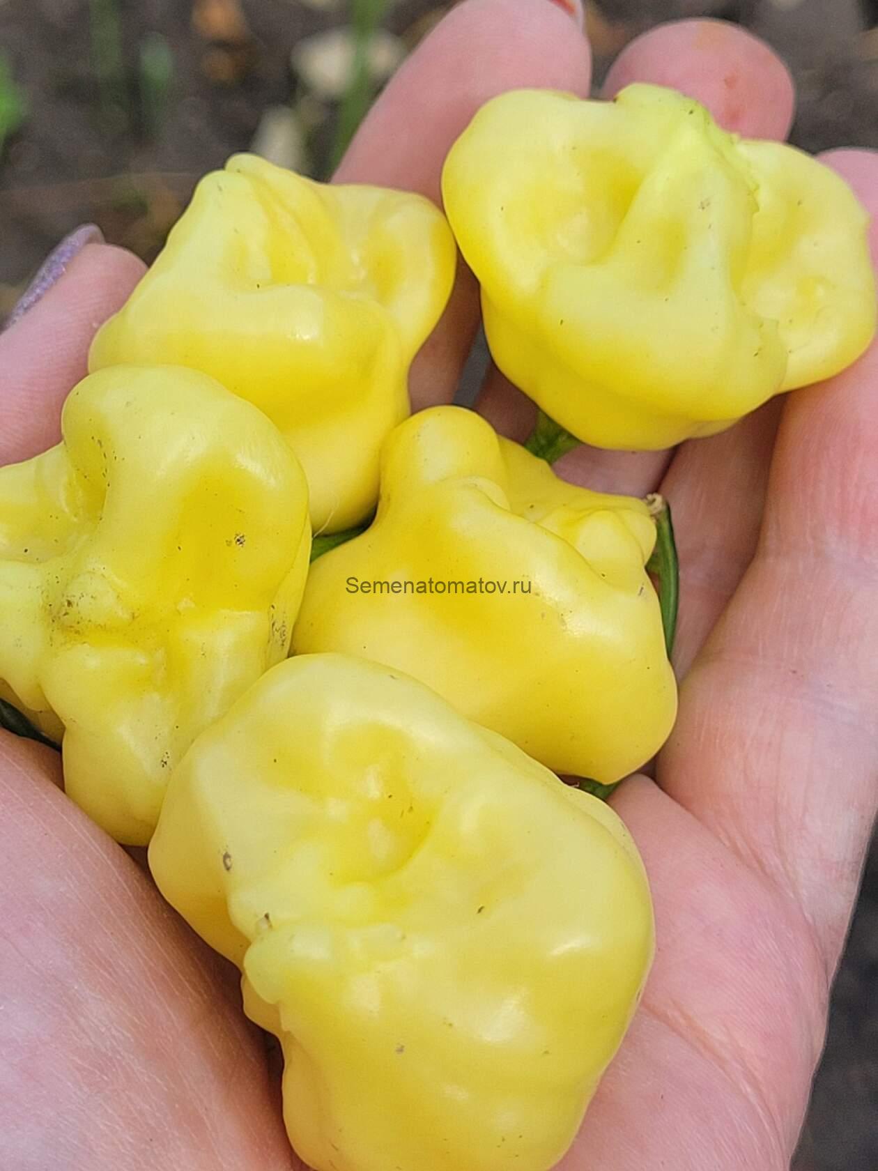 Острый Перец Колокольчик Белый