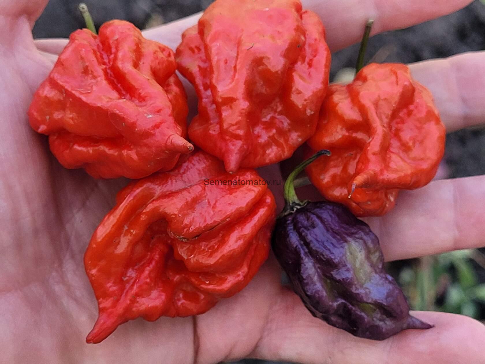 Острый перец Purple Death