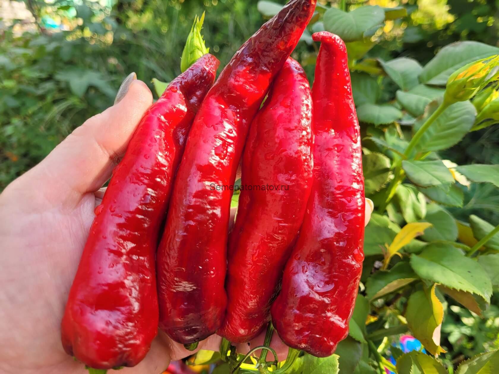 Маркони Черный  70см Среднеспелый 100гр — изображение 2