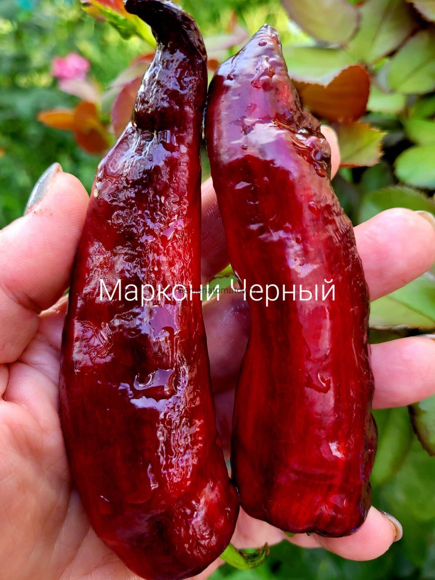 Маркони Черный  70см Среднеспелый 100гр