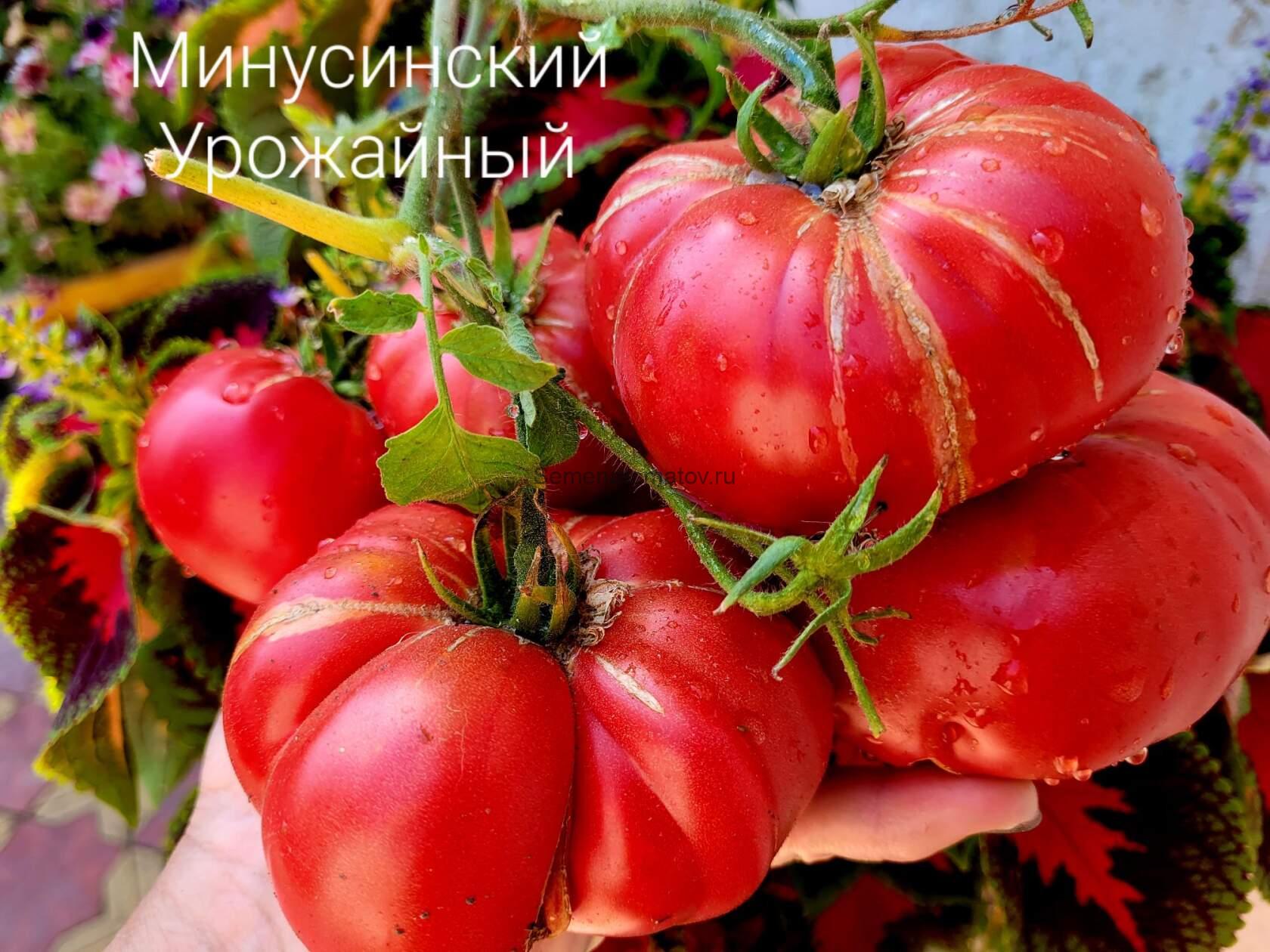 Минусинский Урожайный (от Б.Сонина)1.8 средне-ранний 250-400гр