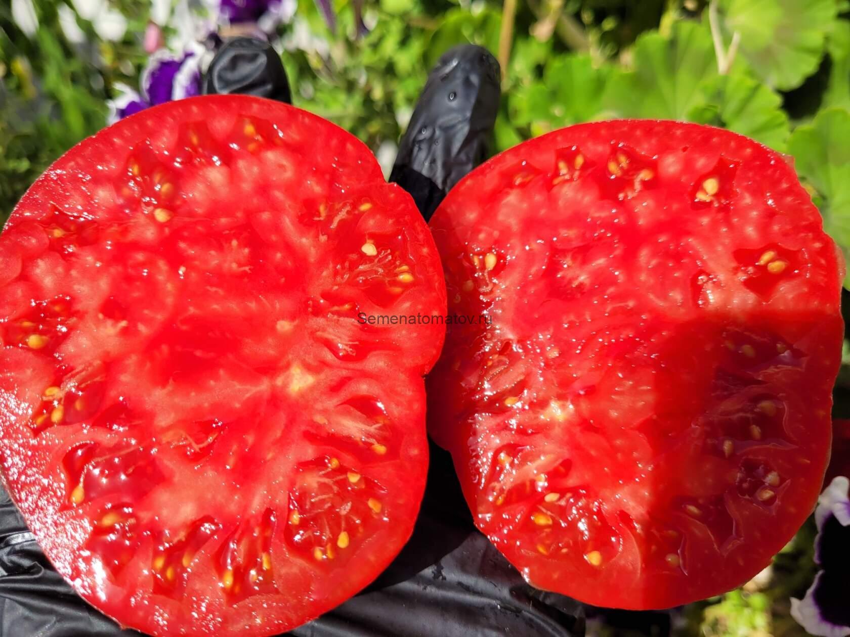 Минусинский Урожайный (от Б.Сонина)1.8 средне-ранний 250-400гр — изображение 2