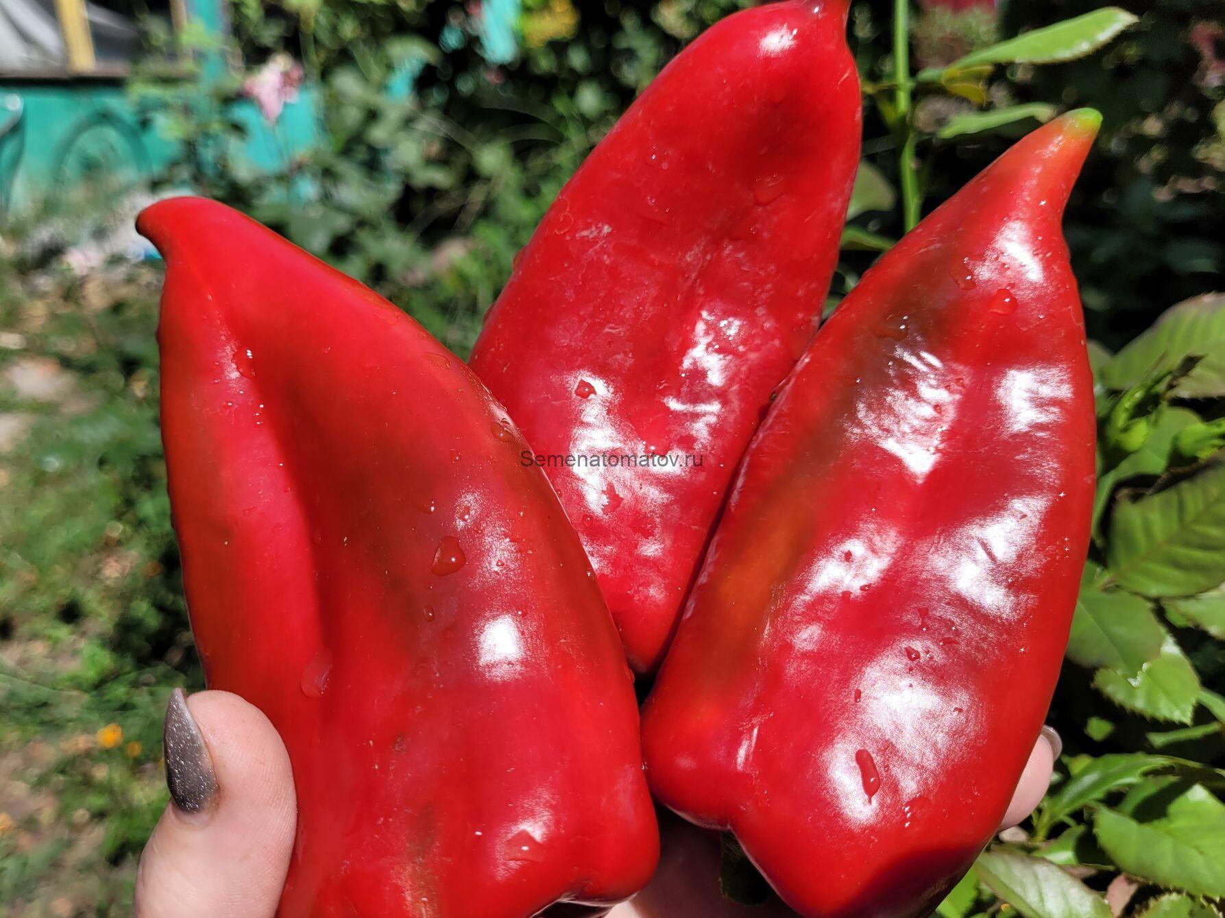 Паланичко Чудо 80см Среднеспелый 200-250гр