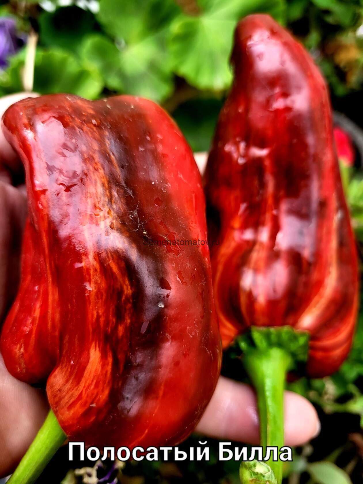 Biles Striped Полосатый Била 70см Среднеспелый 200-250гр