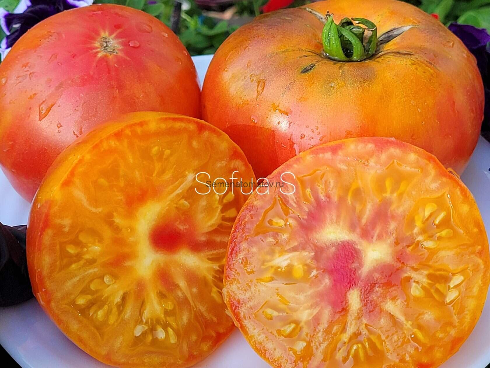 Розовое Золото 1.8м средне-ранний,300гр — изображение 2