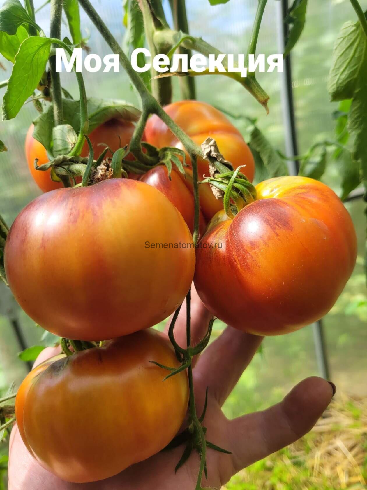 Розовое Золото 1.8м средне-ранний,300гр