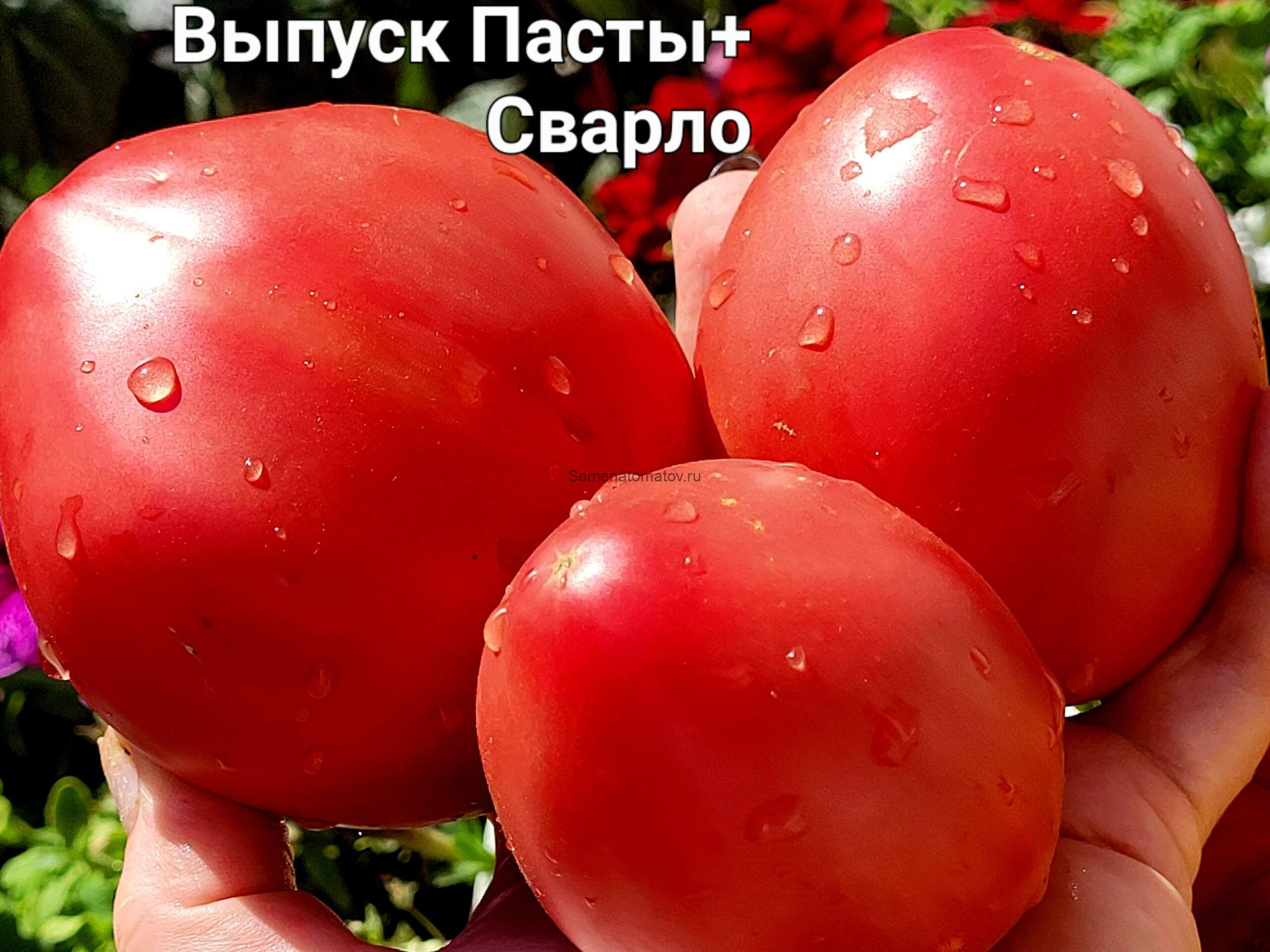 Рабочий выпуск пасты Х Польская слива тёти Сварло 1.8м Среднеспелый 300-800гр — изображение 4