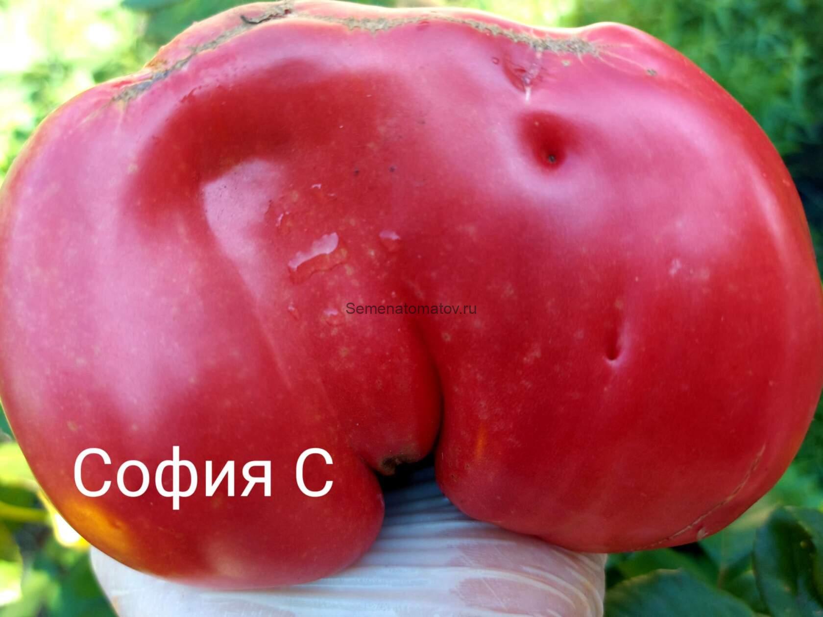 Рабочий выпуск пасты Х Польская слива тёти Сварло 1.8м Среднеспелый 300-800гр