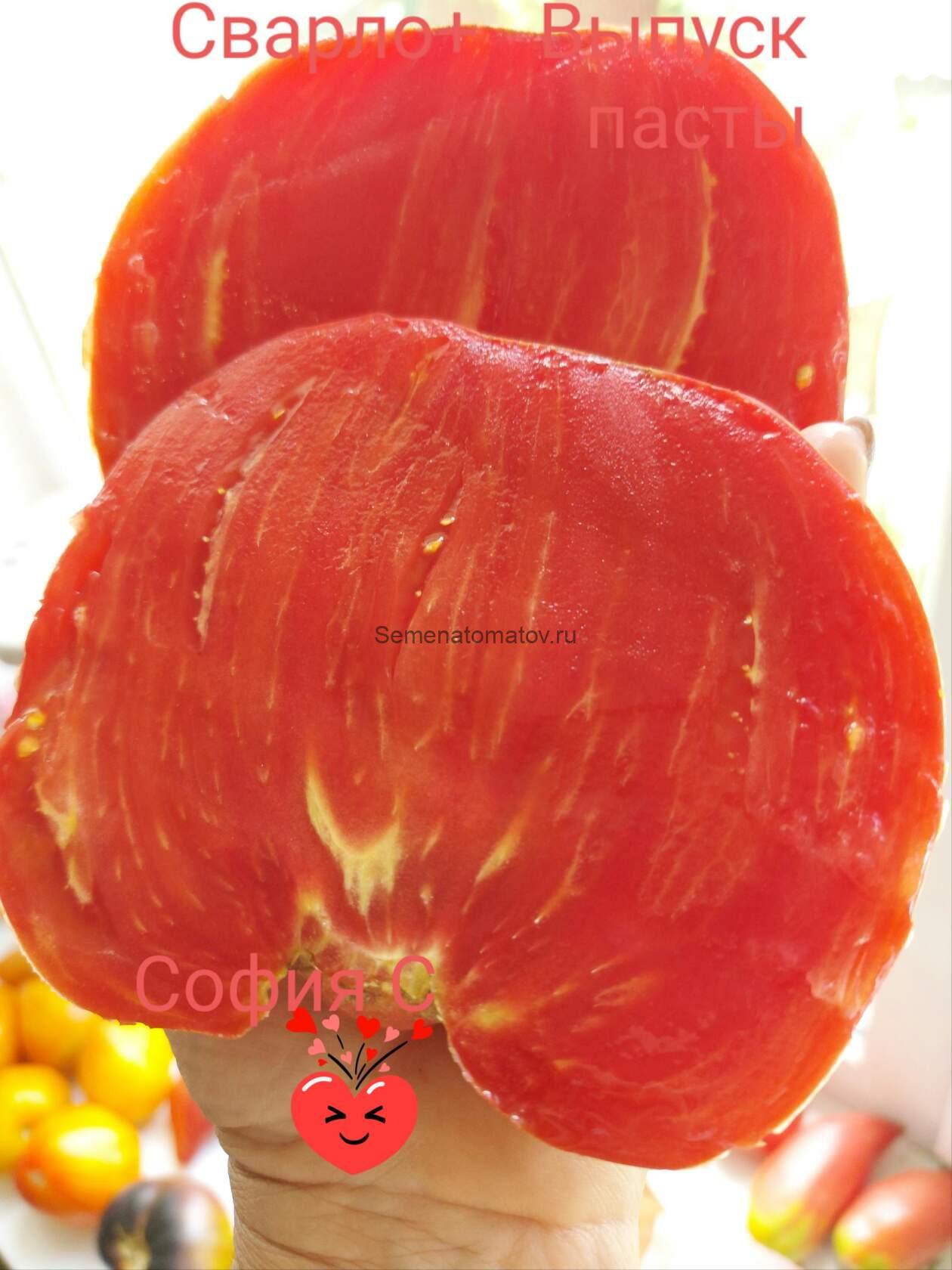 Рабочий выпуск пасты Х Польская слива тёти Сварло 1.8м Среднеспелый 300-800гр — изображение 2