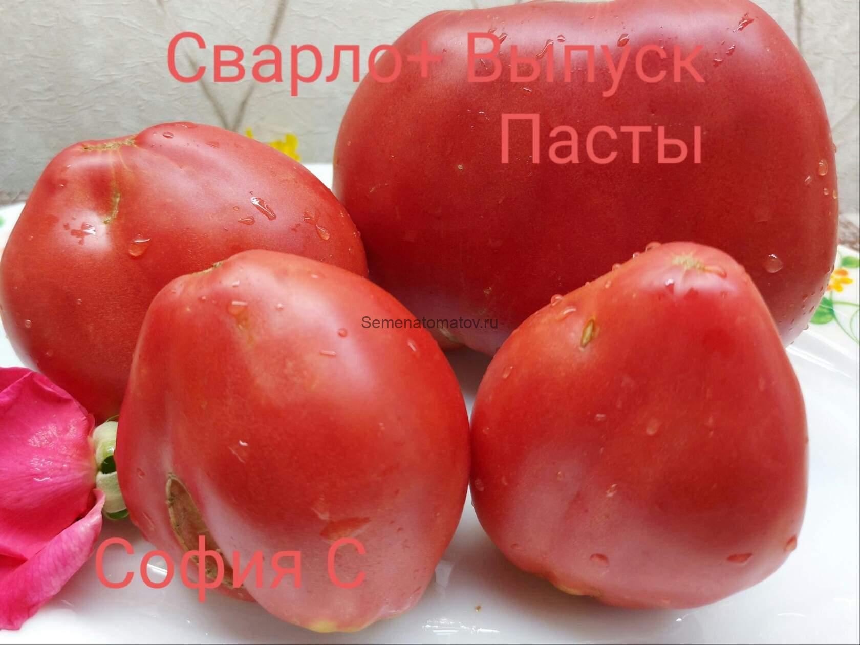 Рабочий выпуск пасты Х Польская слива тёти Сварло 1.8м Среднеспелый 300-800гр — изображение 3