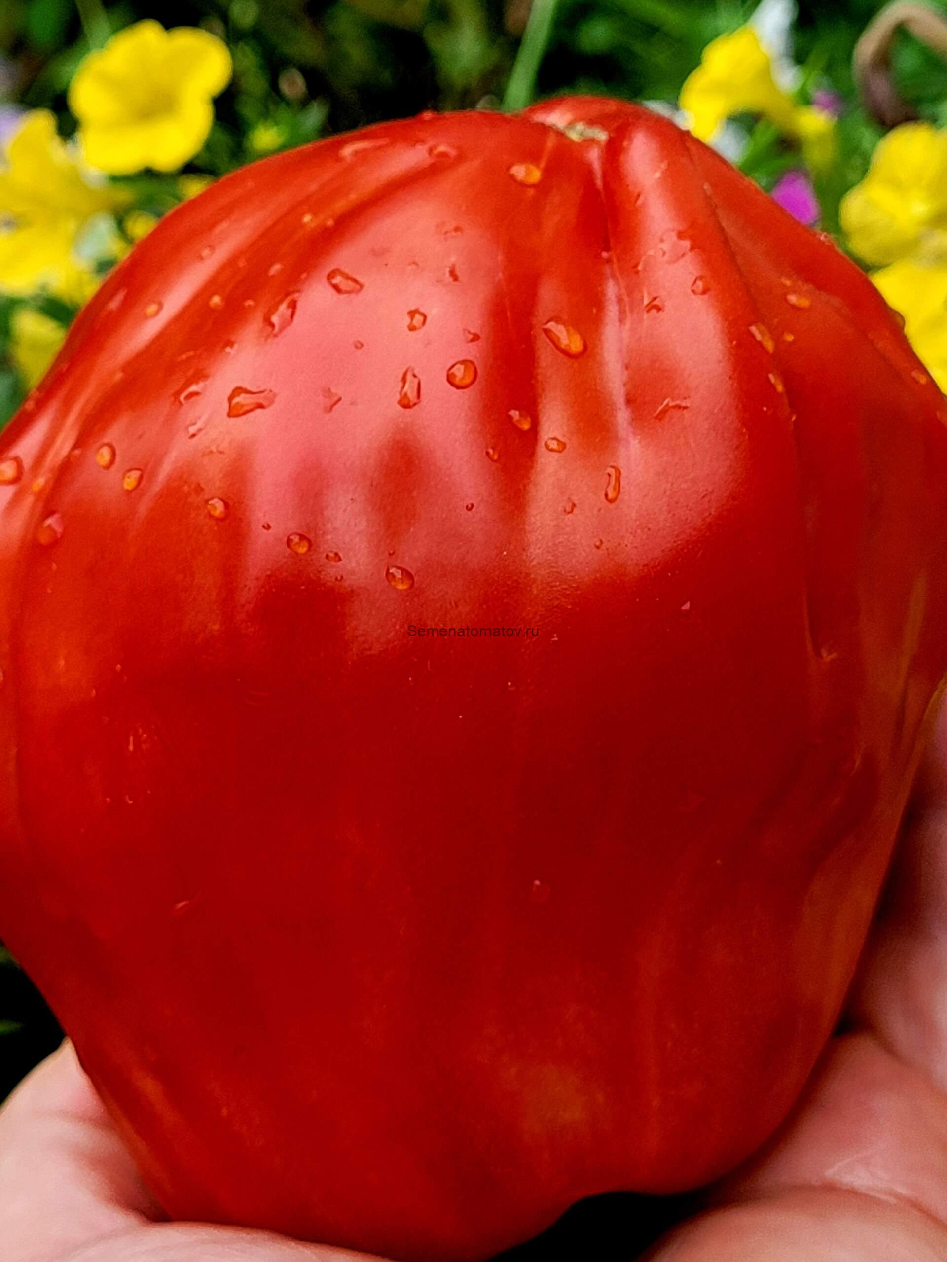 Cuore di Bue Bistecca San Giuliano Стейк Сердца Быка из Сан Джулиано 2м 200-600гр.Среднеспелый