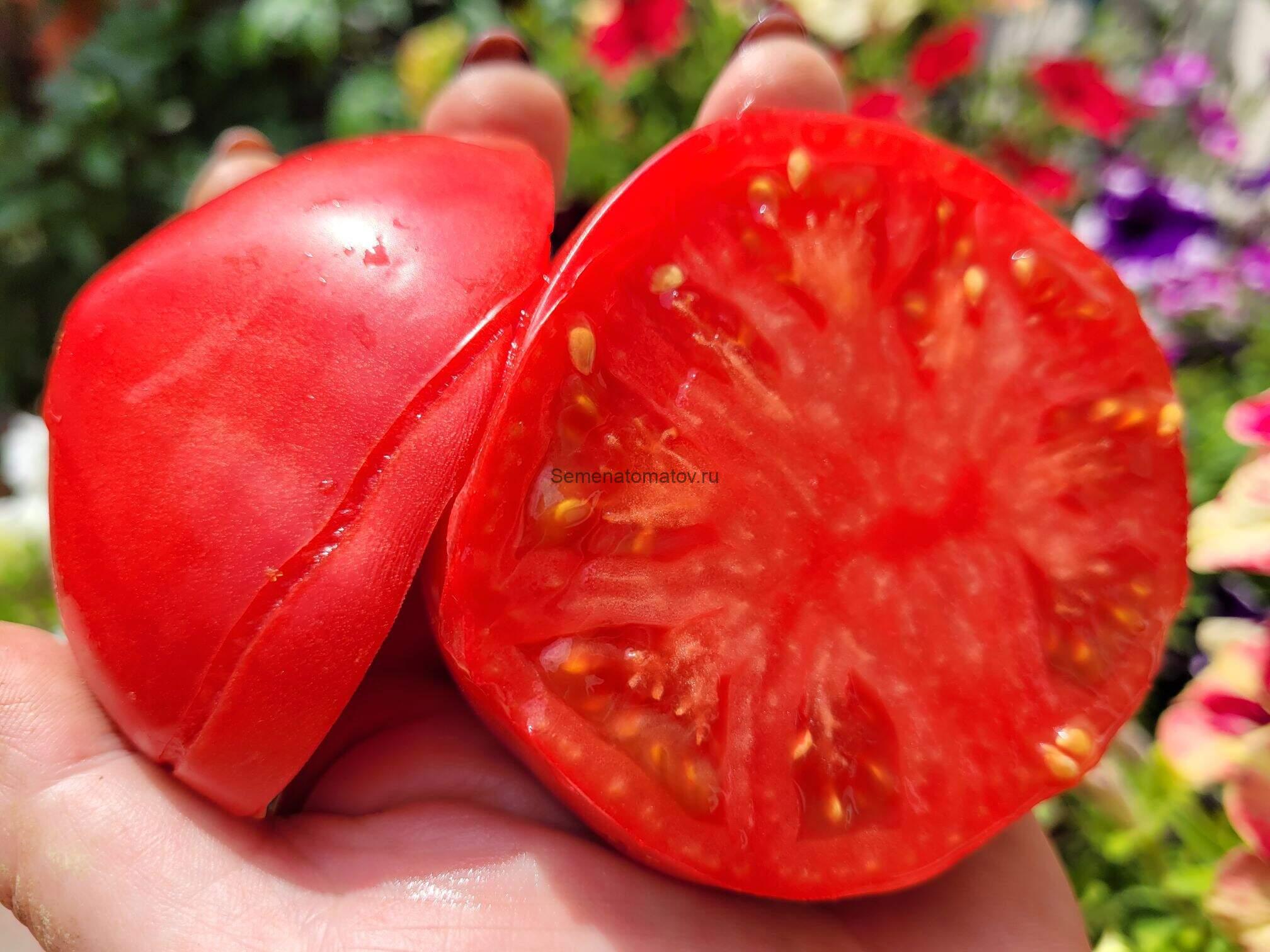 Iincredible Sweet Pink Mystery-Невероятно сладкая розовая тайна 1.8м среднеранний.200-300гр — изображение 2