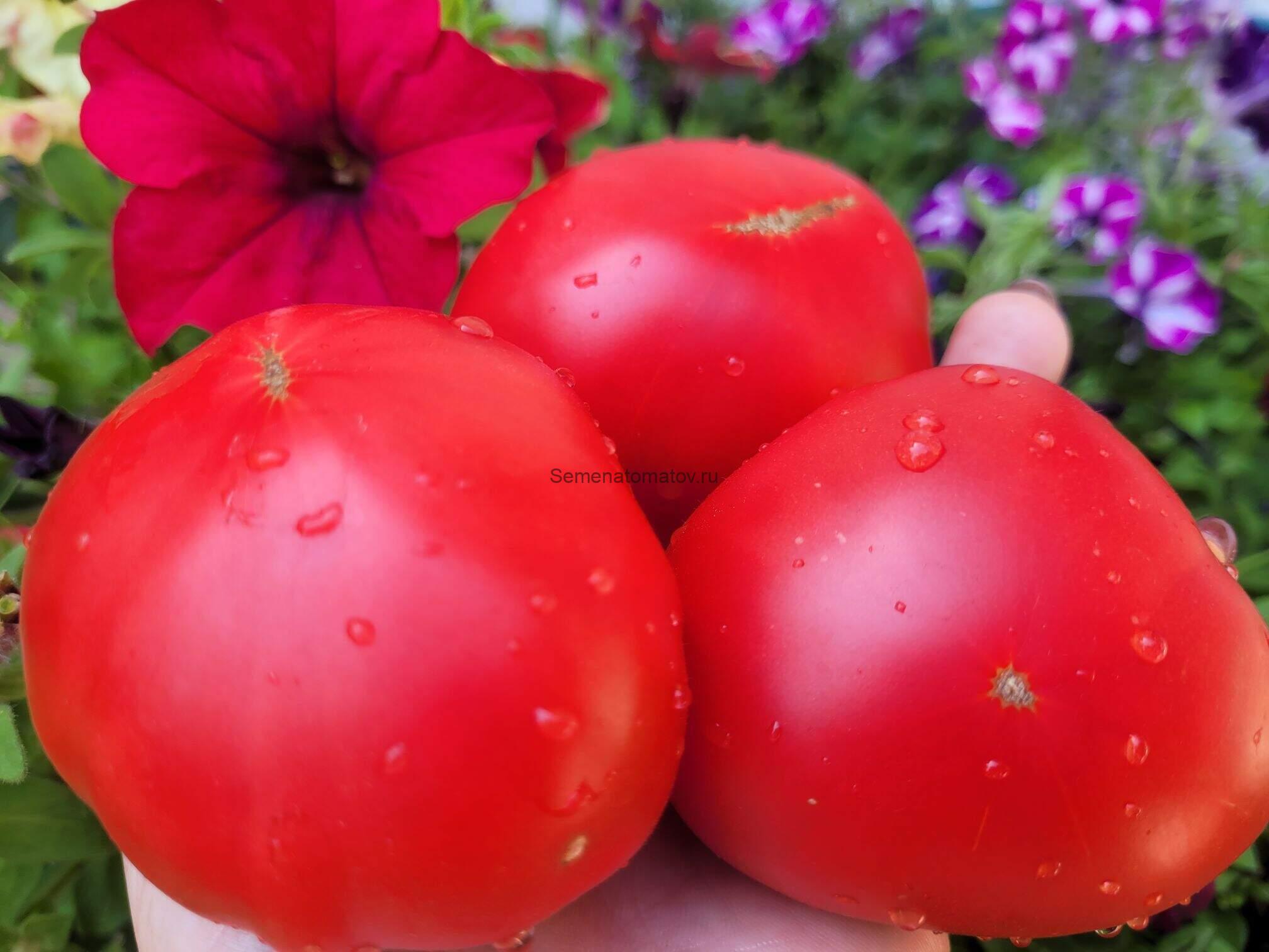 Iincredible Sweet Pink Mystery-Невероятно сладкая розовая тайна 1.8м среднеранний.200-300гр