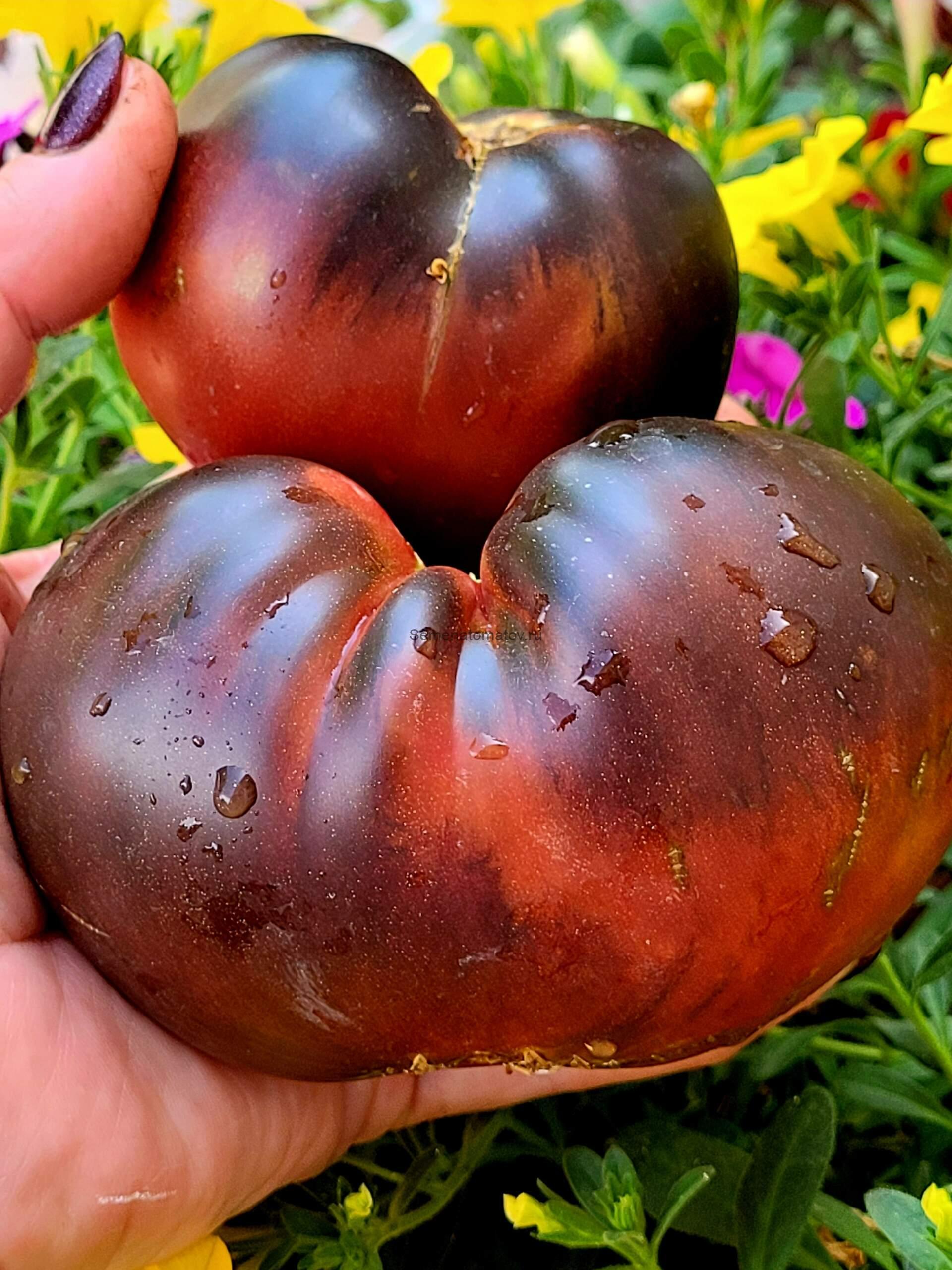 Auermuom Apgue (Ауэрмуом Апге) 1.8м средне-ранний 200-500гр — изображение 2