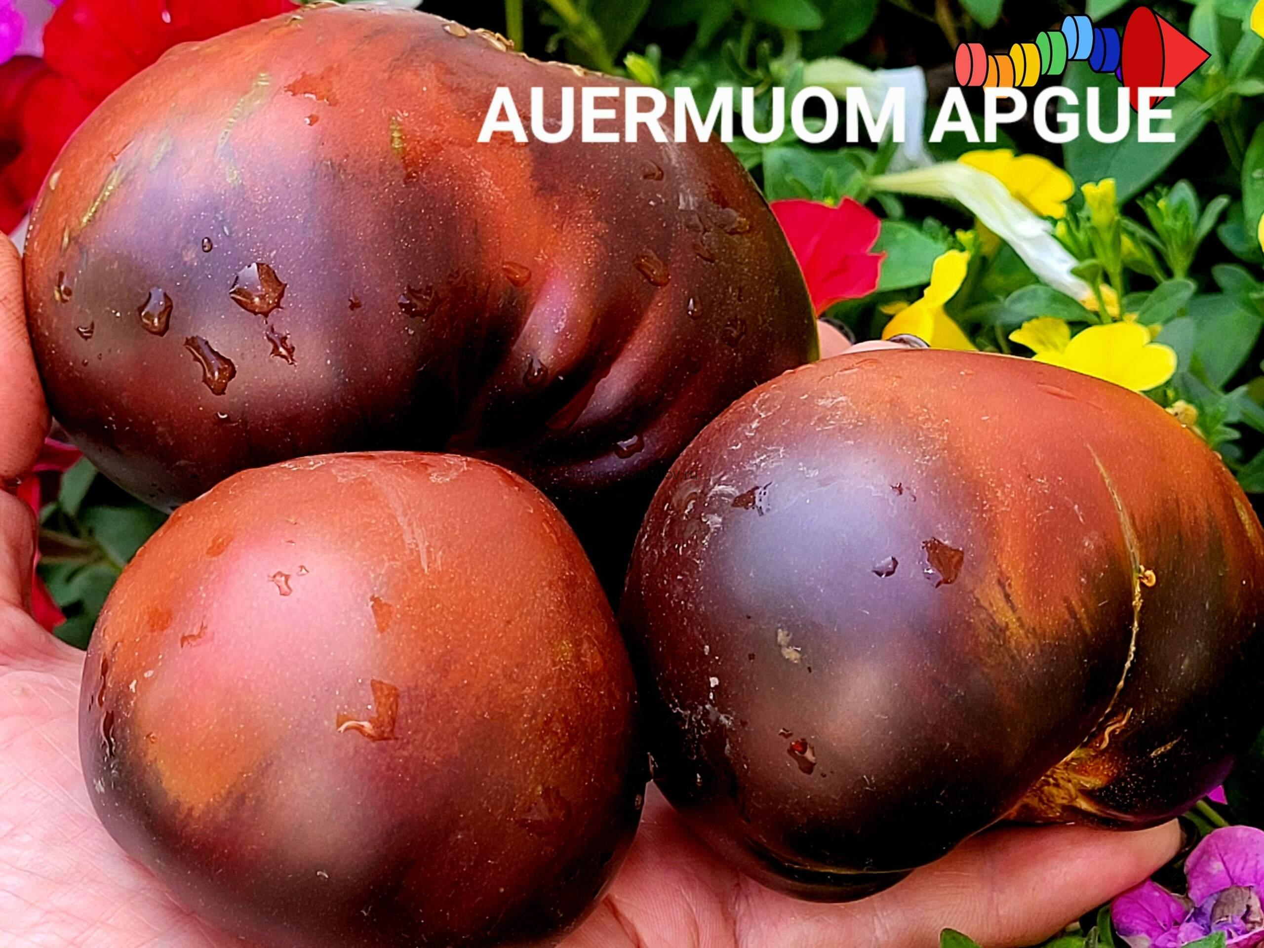 Auermuom Apgue (Ауэрмуом Апге) 1.8м средне-ранний 200-500гр