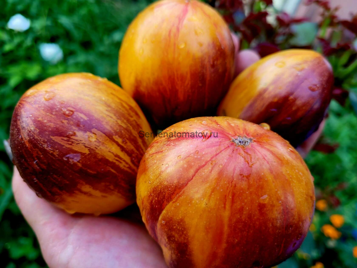 Огненный Тюрбан Среднеспелый 1.8м 100-300гр.