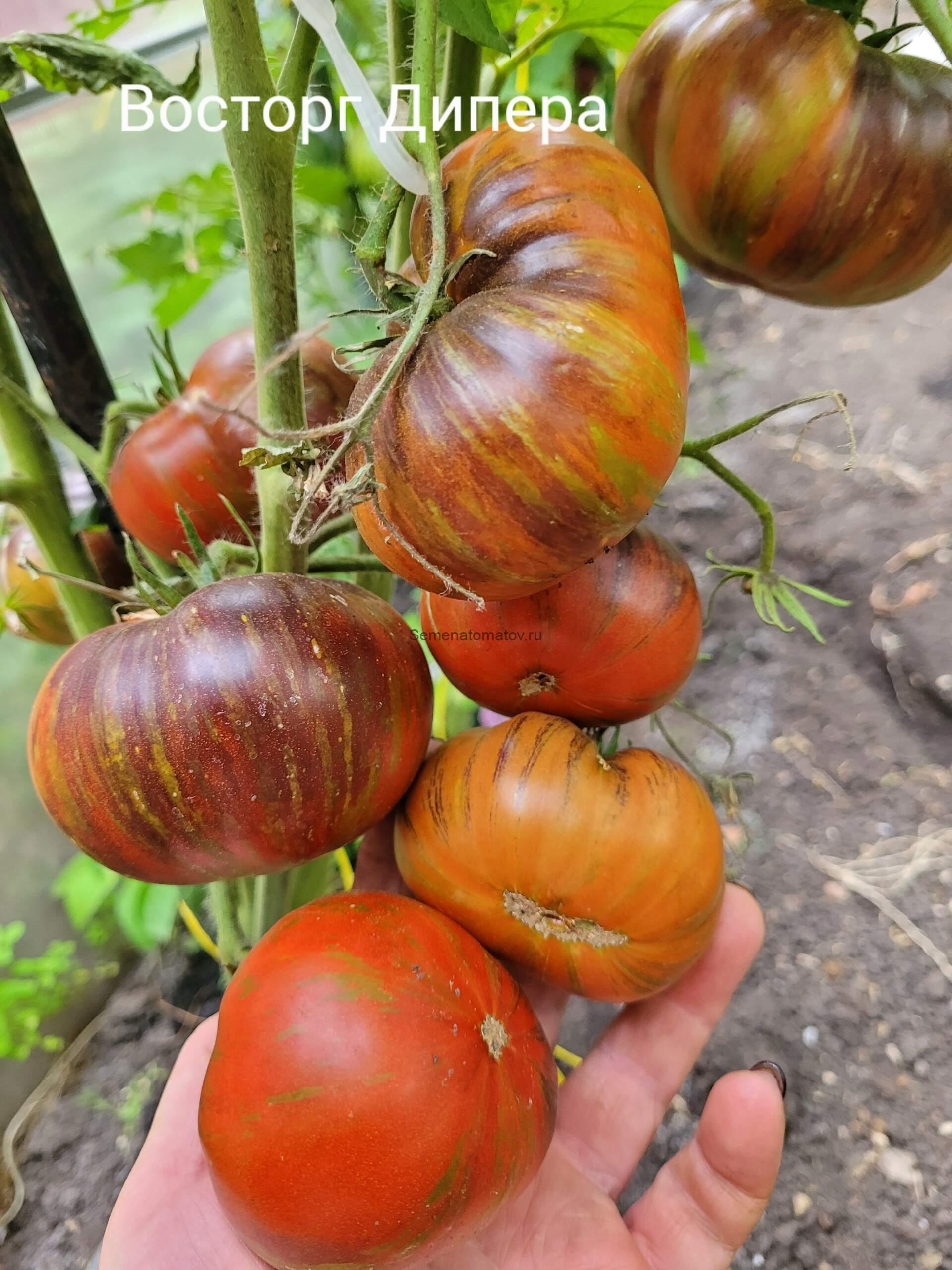 Dwarf Dipper's Delight / Гном Восторг Диппера 0.7м.Средне-ранний,200-300гр — изображение 2