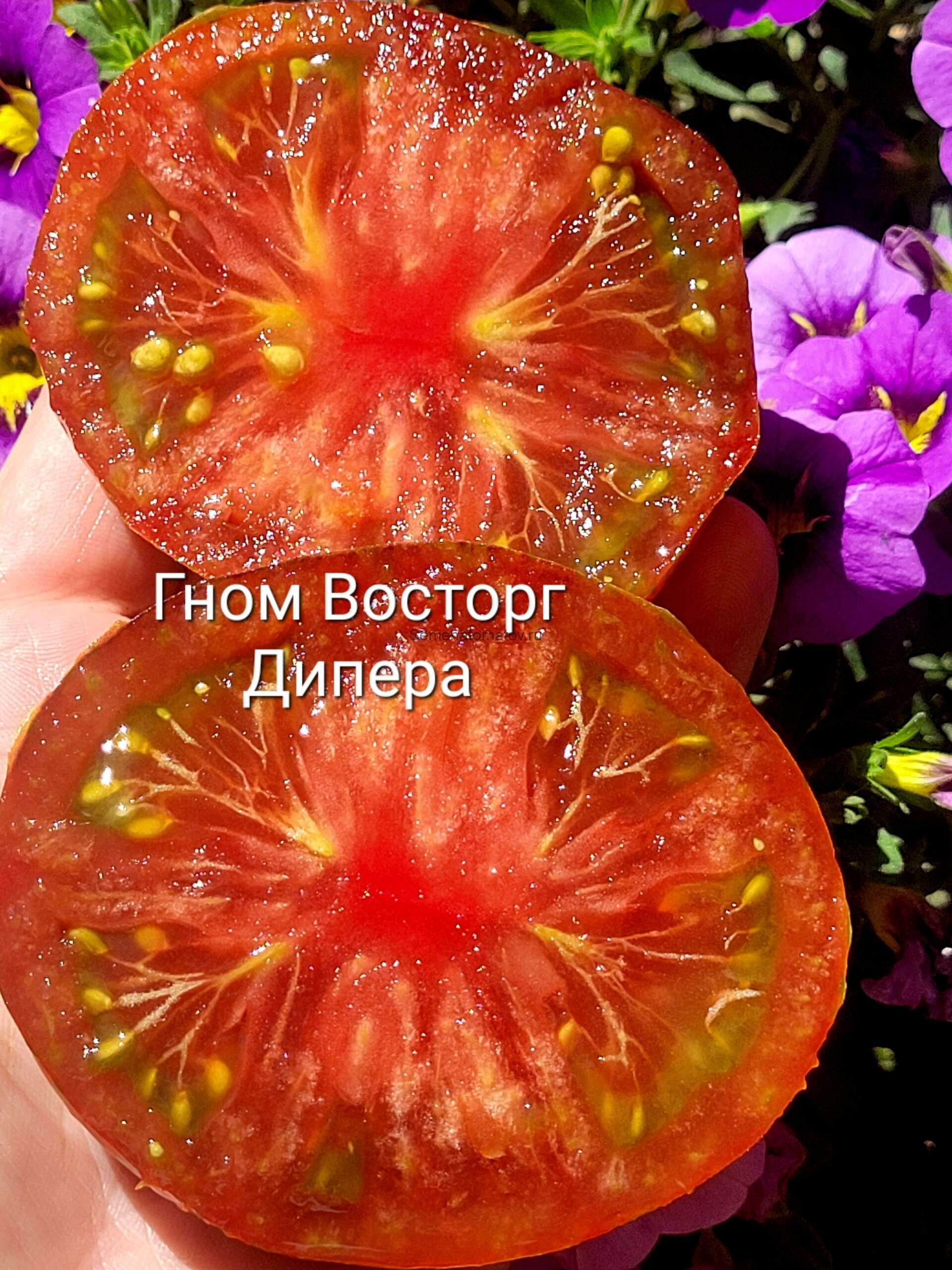 Dwarf Dipper's Delight / Гном Восторг Диппера 0.7м.Средне-ранний,200-300гр — изображение 3