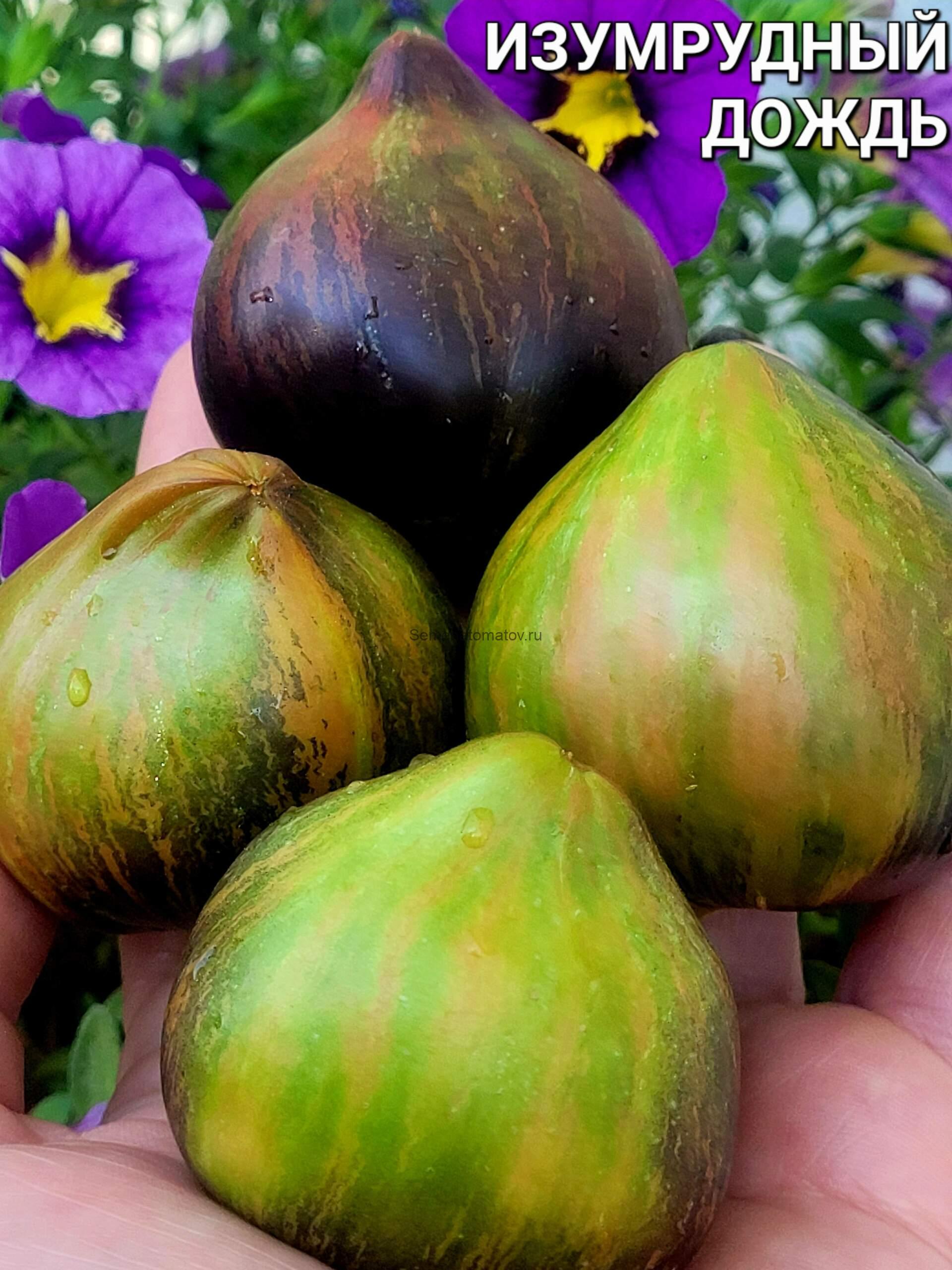 Изумрудный Дождь 1.8м среднеспелый 100-300гр