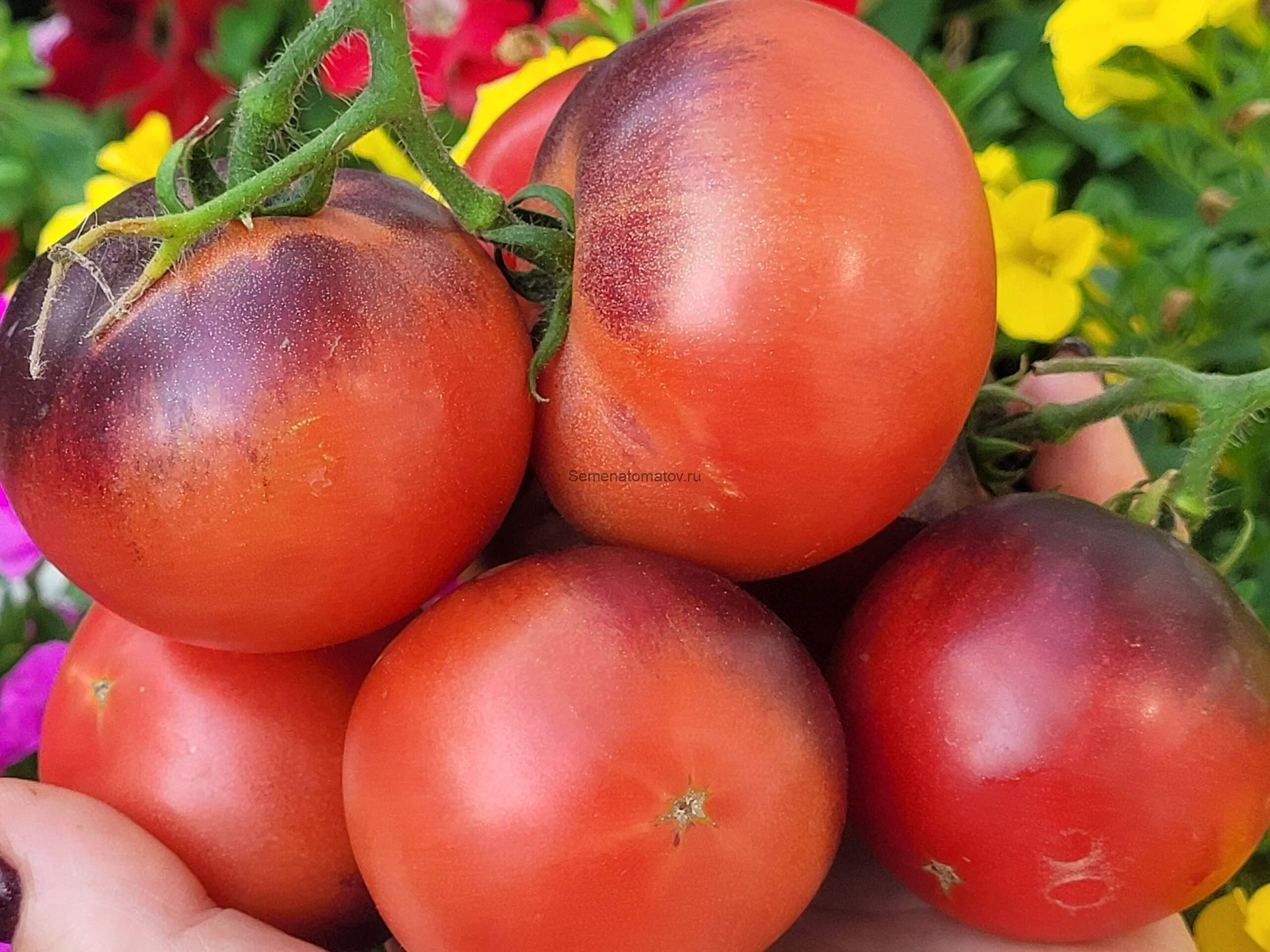 Dwarf Gondwana Rose / Гном Роза Гондвана 1м среднеранний 70-100гр — изображение 2