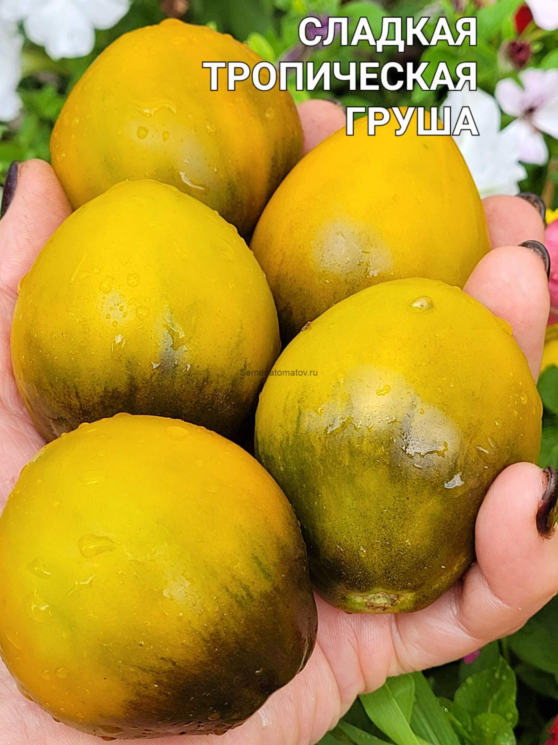 Сладкая Тропическая Груша 1.7м Среднеспелый 100-200гр