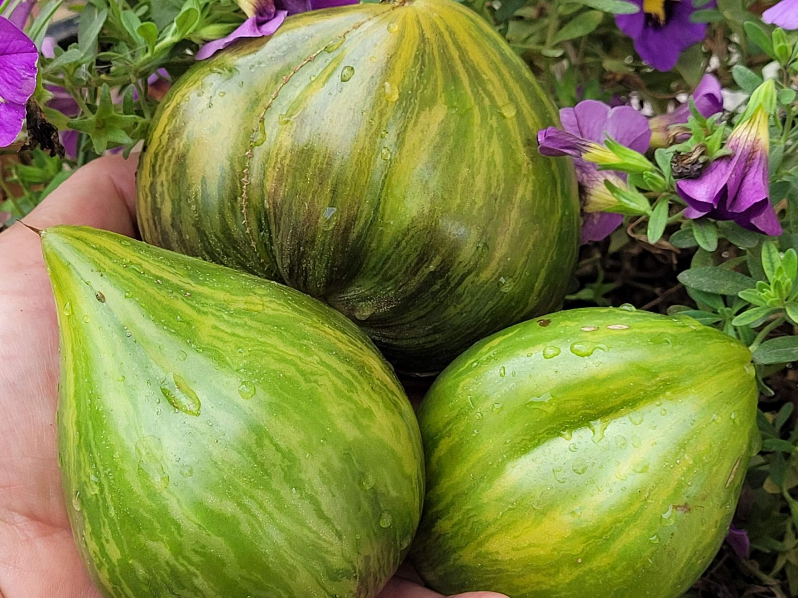 Алискино Сердце 2м среднеспелый 200-400гр — изображение 6