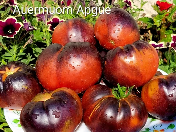 Auermuom Apgue (Ауэрмуом Апге) 1.8м средне-ранний 200-500гр — изображение 4