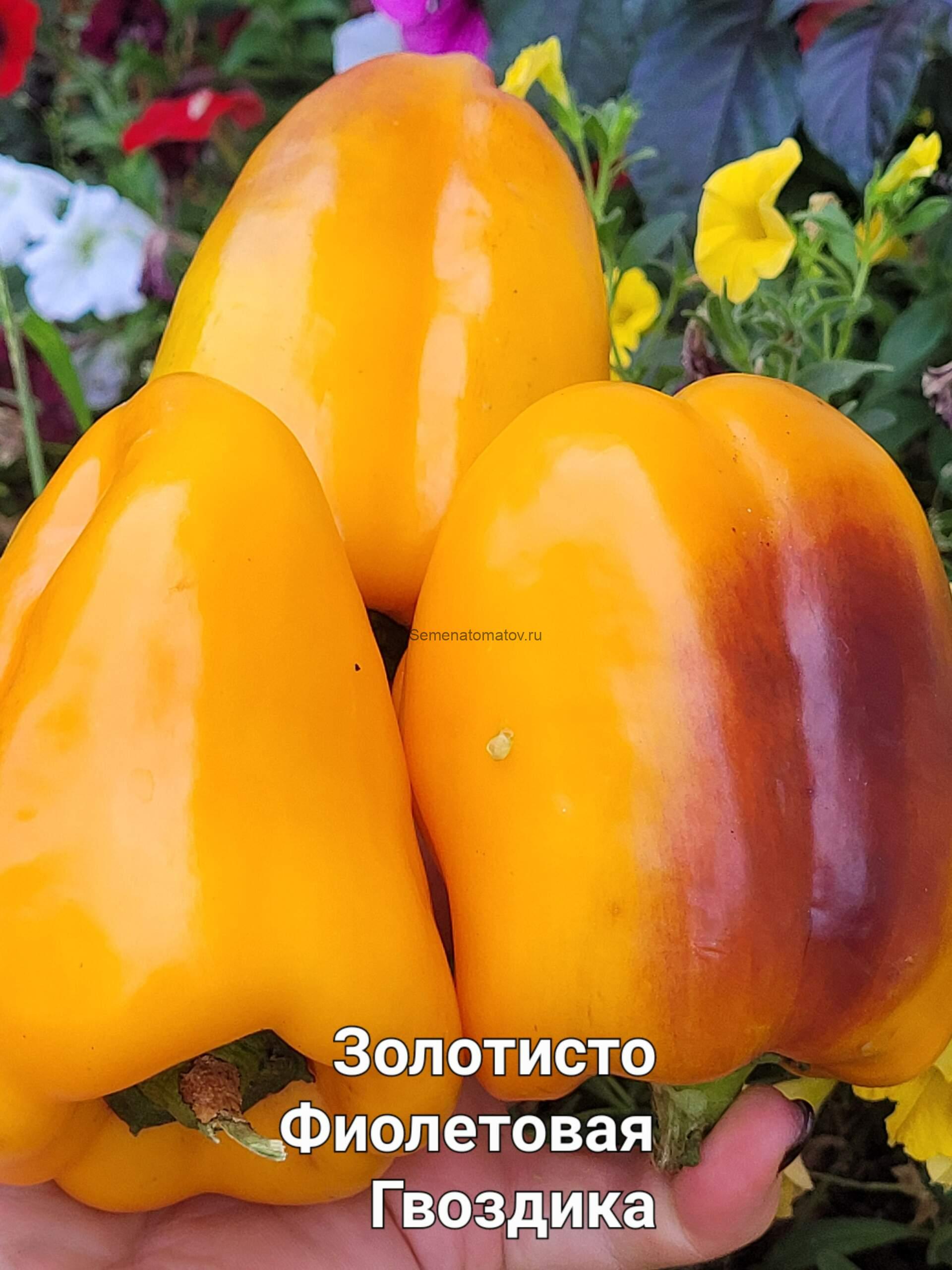 Golden Purple Carnation Золотисто Фиолетовая Гвоздика