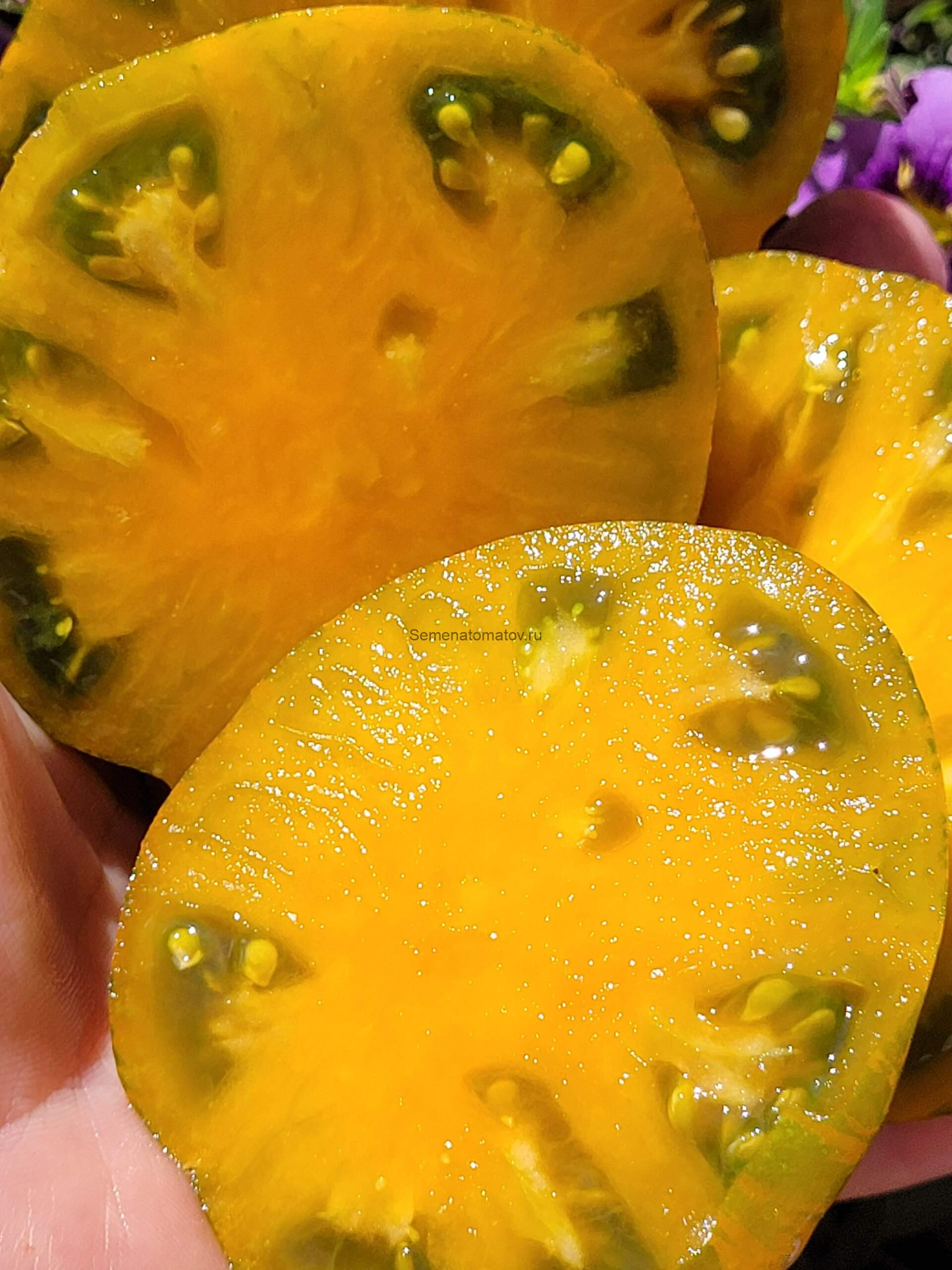 Jipaulia (Джиполия, Убей себя) 1.7мсреднеспелый 300-500гр — изображение 3