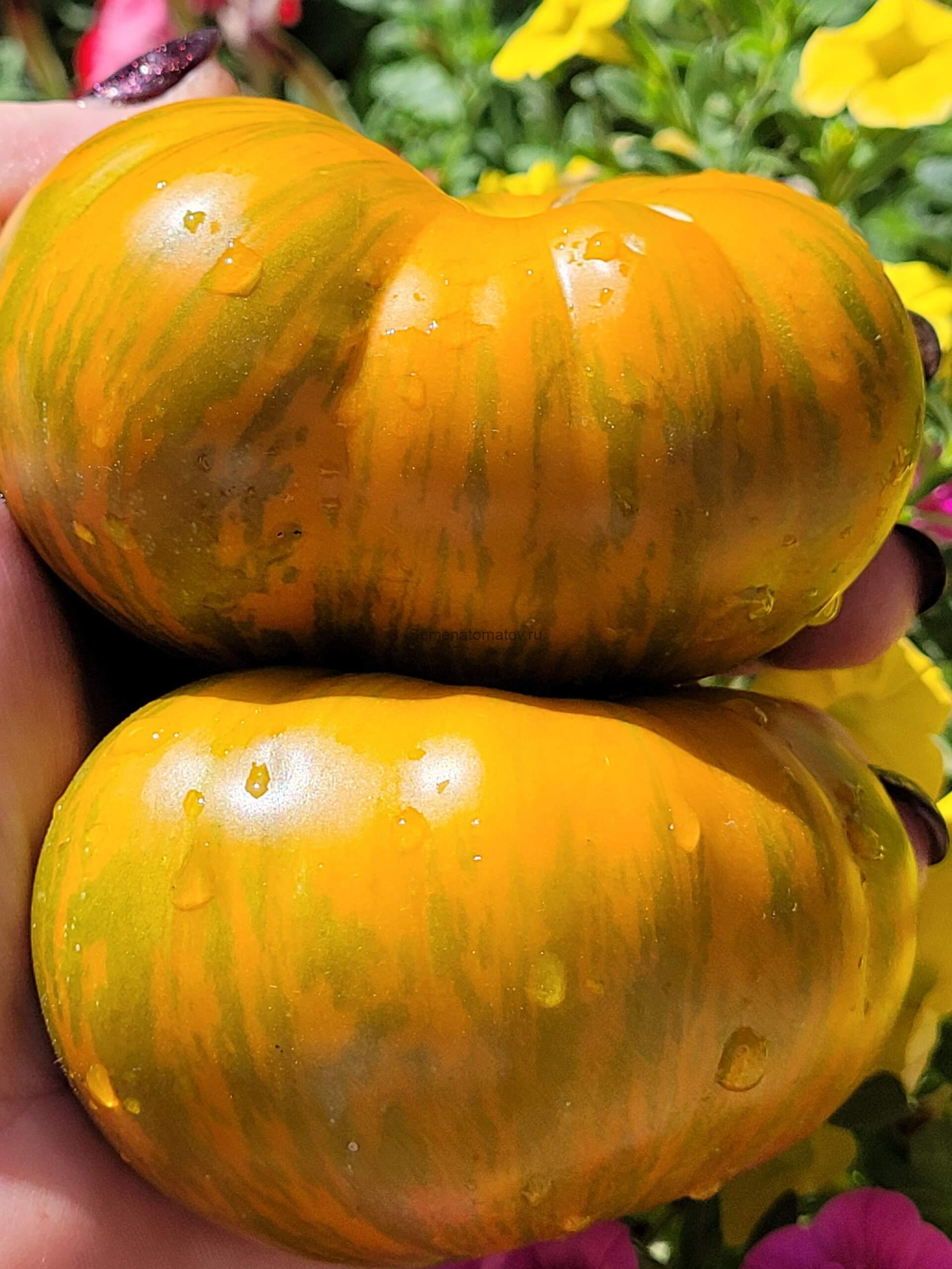 Jipaulia (Джиполия, Убей себя) 1.7мсреднеспелый 300-500гр — изображение 2