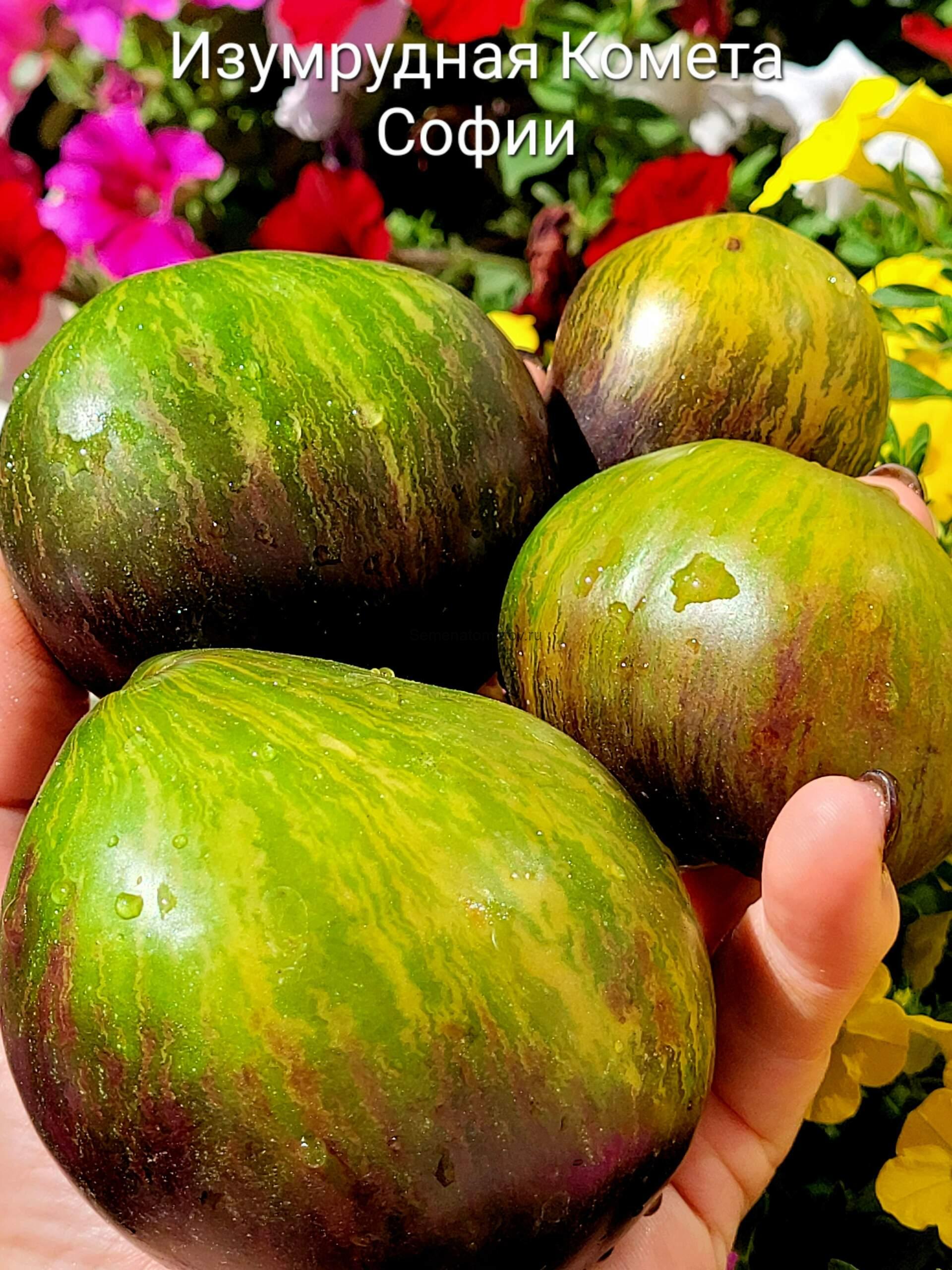 Изумрудная Комета Софии — изображение 2