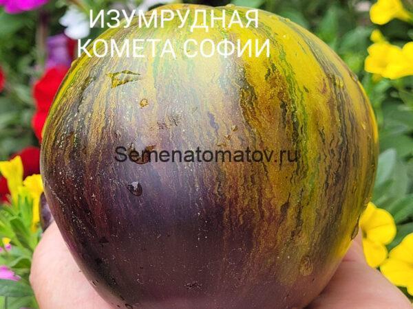 Изумрудная Комета Софии