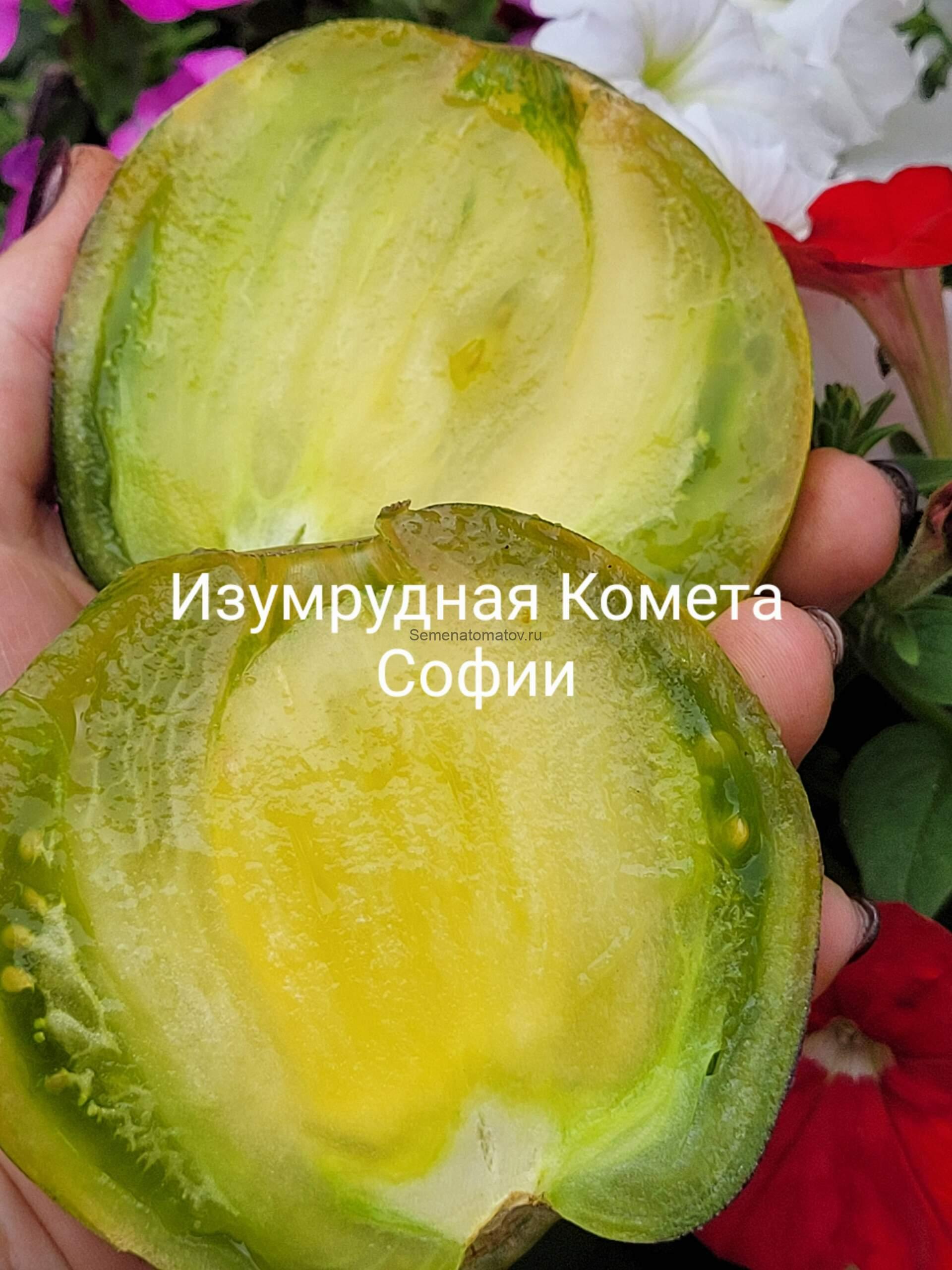 Изумрудная Комета Софии — изображение 3